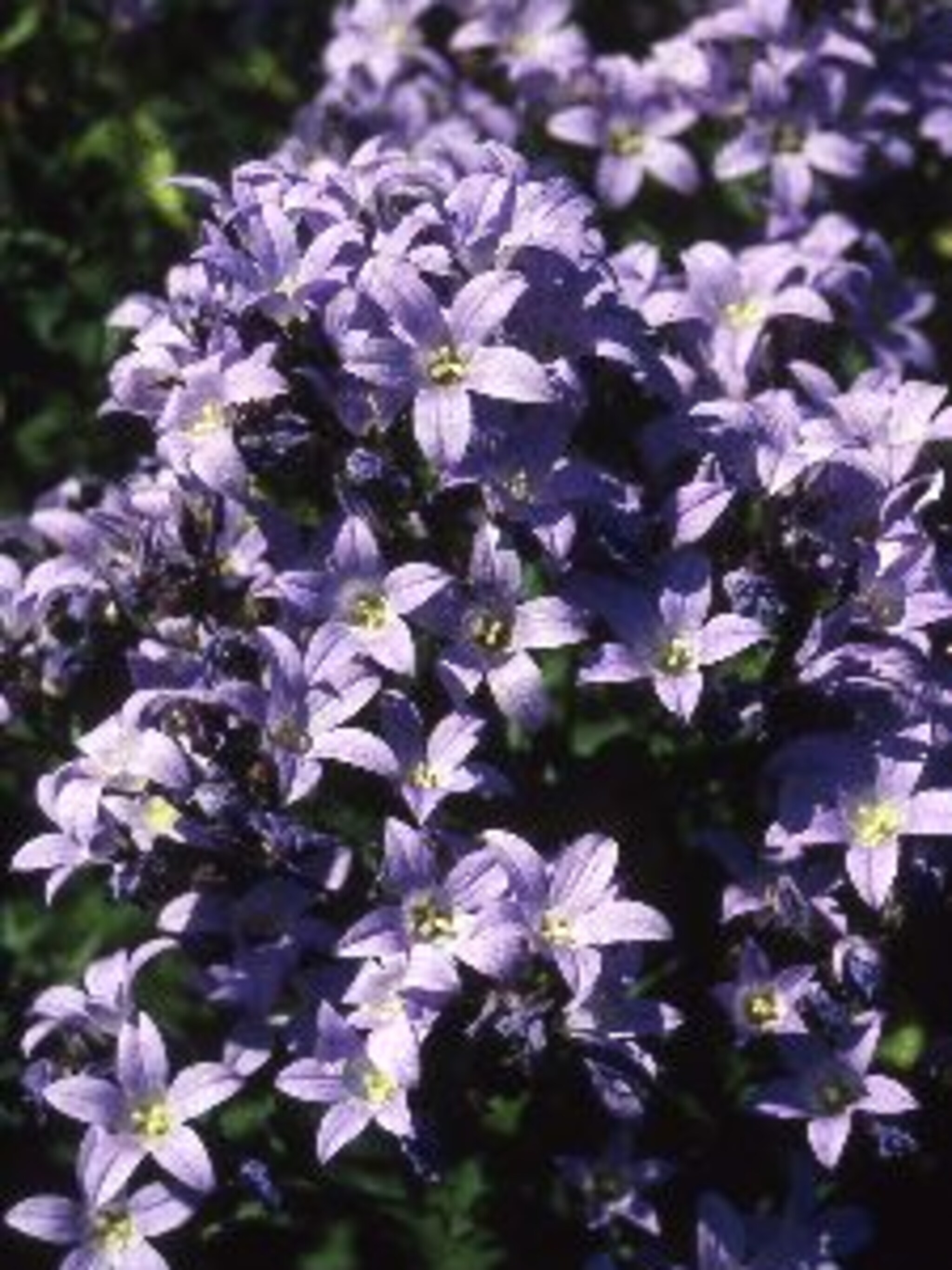 klokjesbloem prichard s variety