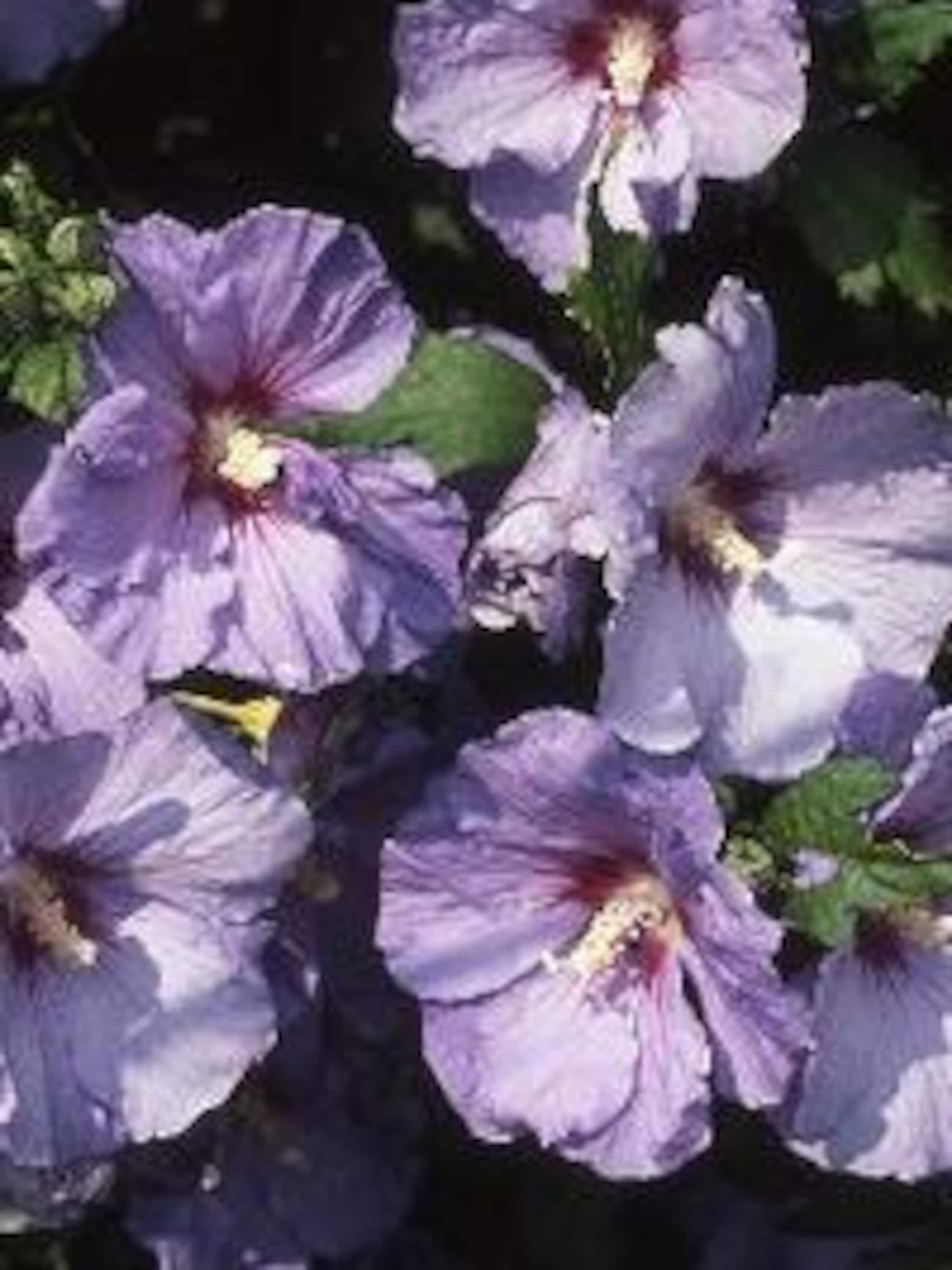hibiscus oiseau blue