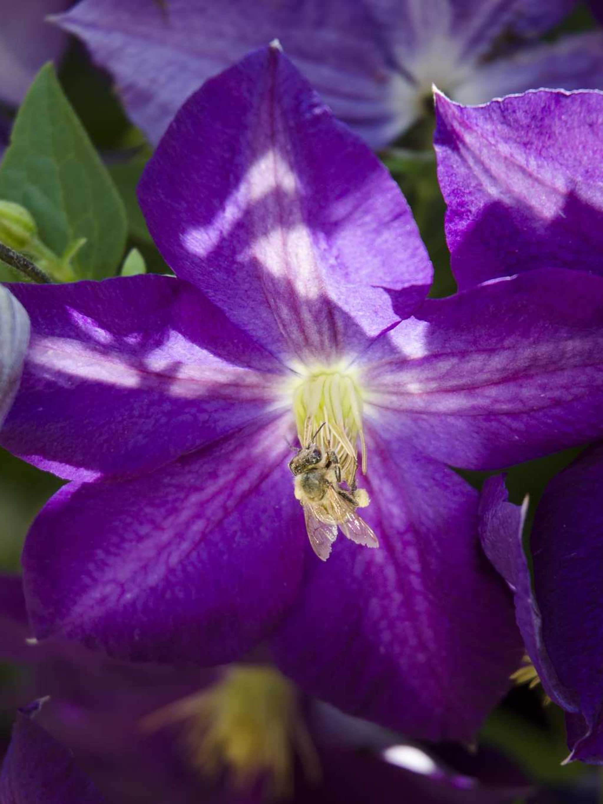 5 insecten die je wel in de tuin wilt hebben en dit is hoe je ze lokt