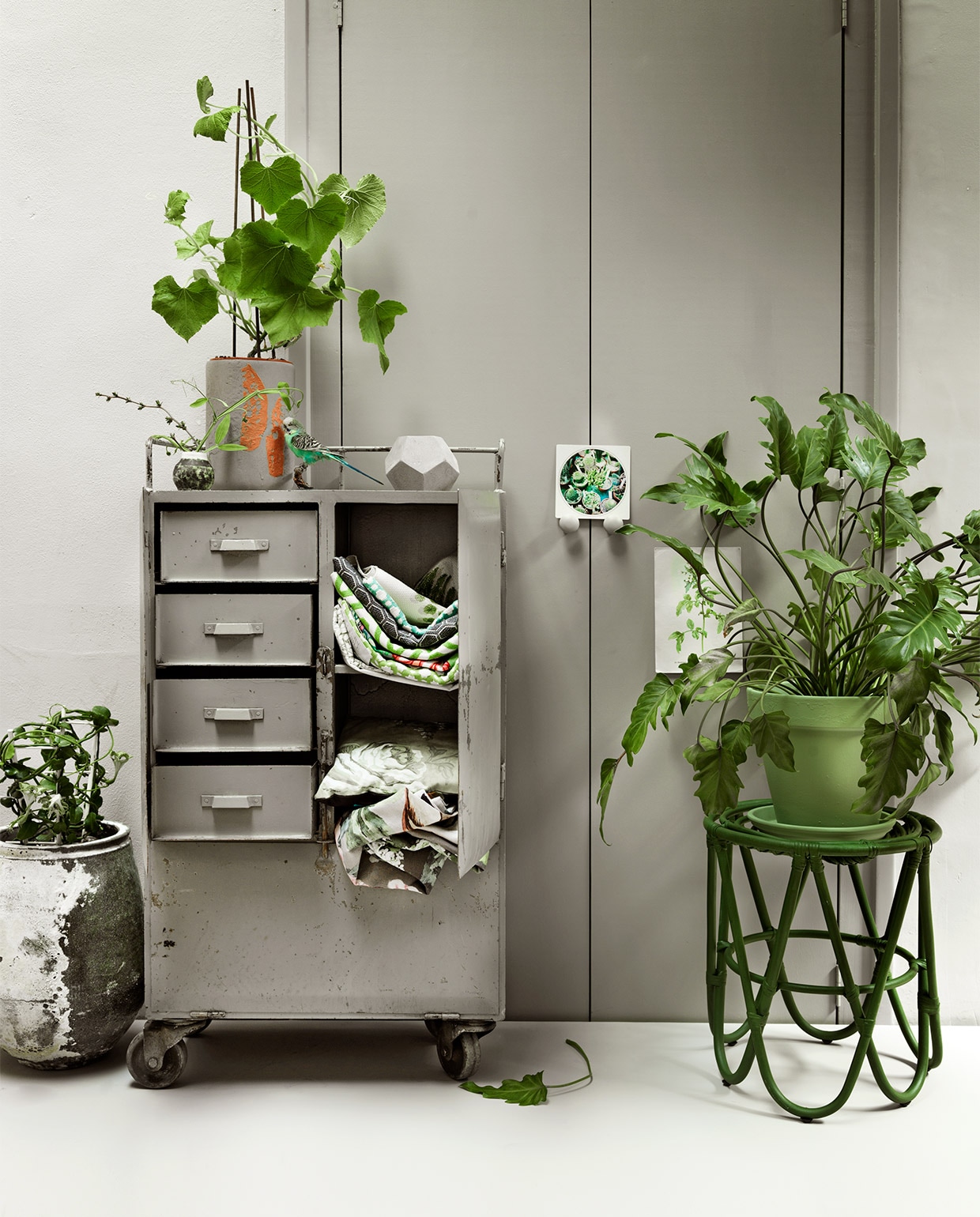 Stenen pot € 159,-, met 2 parachuteplanten per stuk € 12,50 (Fleurmonde). Ladekast op wielen € 175,-, kaart € 1,50, illustratie plant € 65,- (Het Grote Avontuur). Grijze cementvaas met bladgoud € 33,25, geometrische vijfhoek van cement € 10,49 (Serax). Komkommerplant € 6,99 (Ikea). Opgezette parkiet (Gewoon eten en meer). Stoffen in de kast van boven naar beneden, prijs per meter: Fern Trellis, collectie Zembla, Nina Campbell € 116,- (Wilhelmine van Aerssen), Betwixt, collectie Celerie Kemble, Schumacher € 145,- (Mischa de Vries), Giuliano, collectie Graphite Cutting, Designers Guild € 131,- (Wilhelmine van Aerssen), Ming Fret, Schumacher € 250,-, Chiang Mai Dragon, Schumacher € 299,- (Mischa de Vries), Linnaeus Moss, Designers Guild € 91,-, Rosenholm, Designers Guild € 91,- (Wilhelmine van Aerssen). Rotan bijzettafel € 83,95 (Pols Potten). Verf: plantenpot Breakfast Room Green no.18, 2,5 liter € 73,50, muur en vloer Skimming Stone no. 241 per 2,5 liter € 73,50, deuren geschilderd in Elephant’s Breath no. 229 per 2,5 liter € 94,- (Farrow &amp; Ball), pot en schaal Flexa mengcollectie K2.20.70 per 2,5 liter € 31,50 (Flexa). Planten komkommerplant en Philodendron xanadu (Ikea). JA | vtwonen 07-2015 | styling Kamer 465 | fotografie Paul de Graaff
