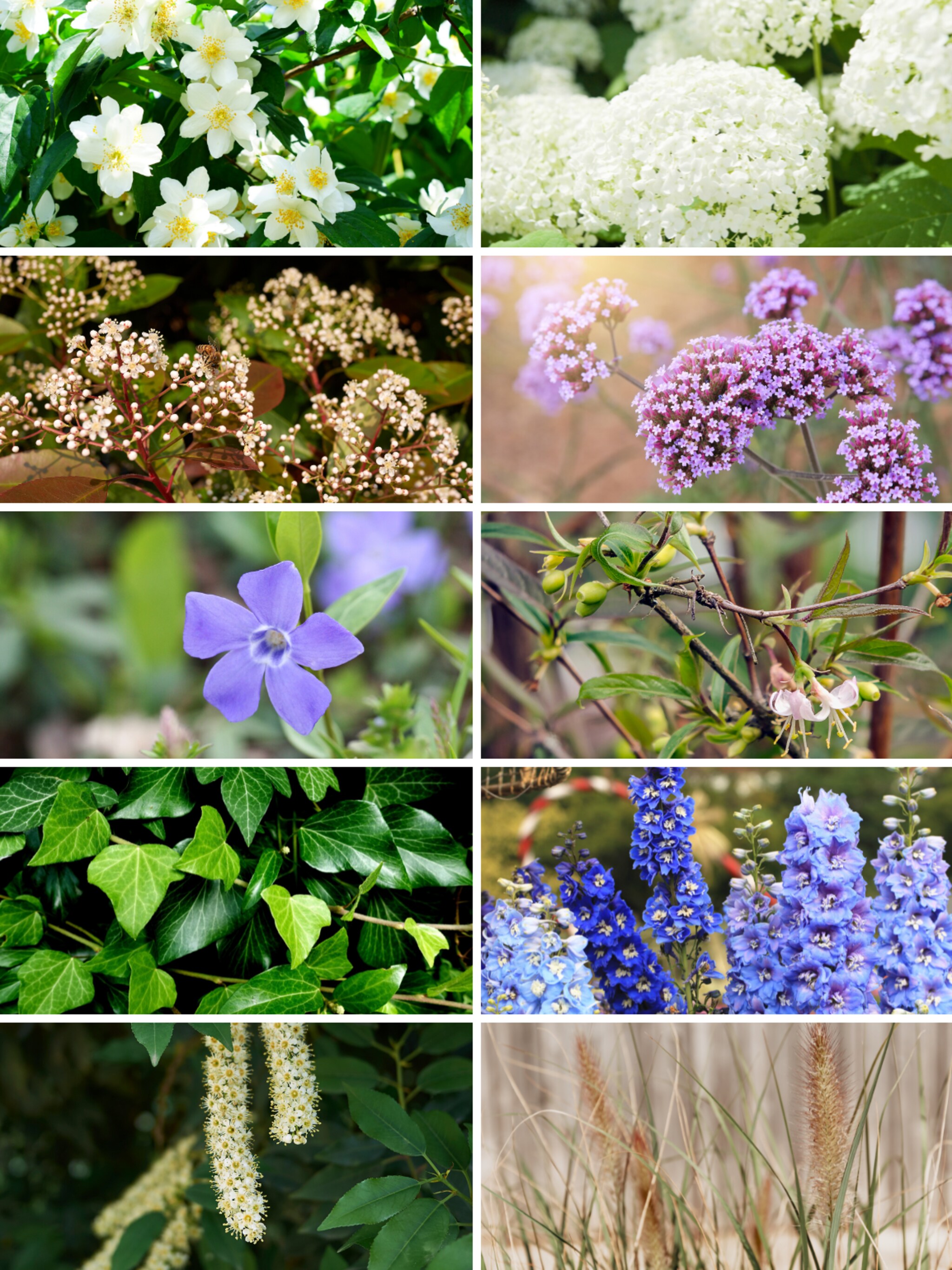 dit zijn de 10 populairste tuinplanten