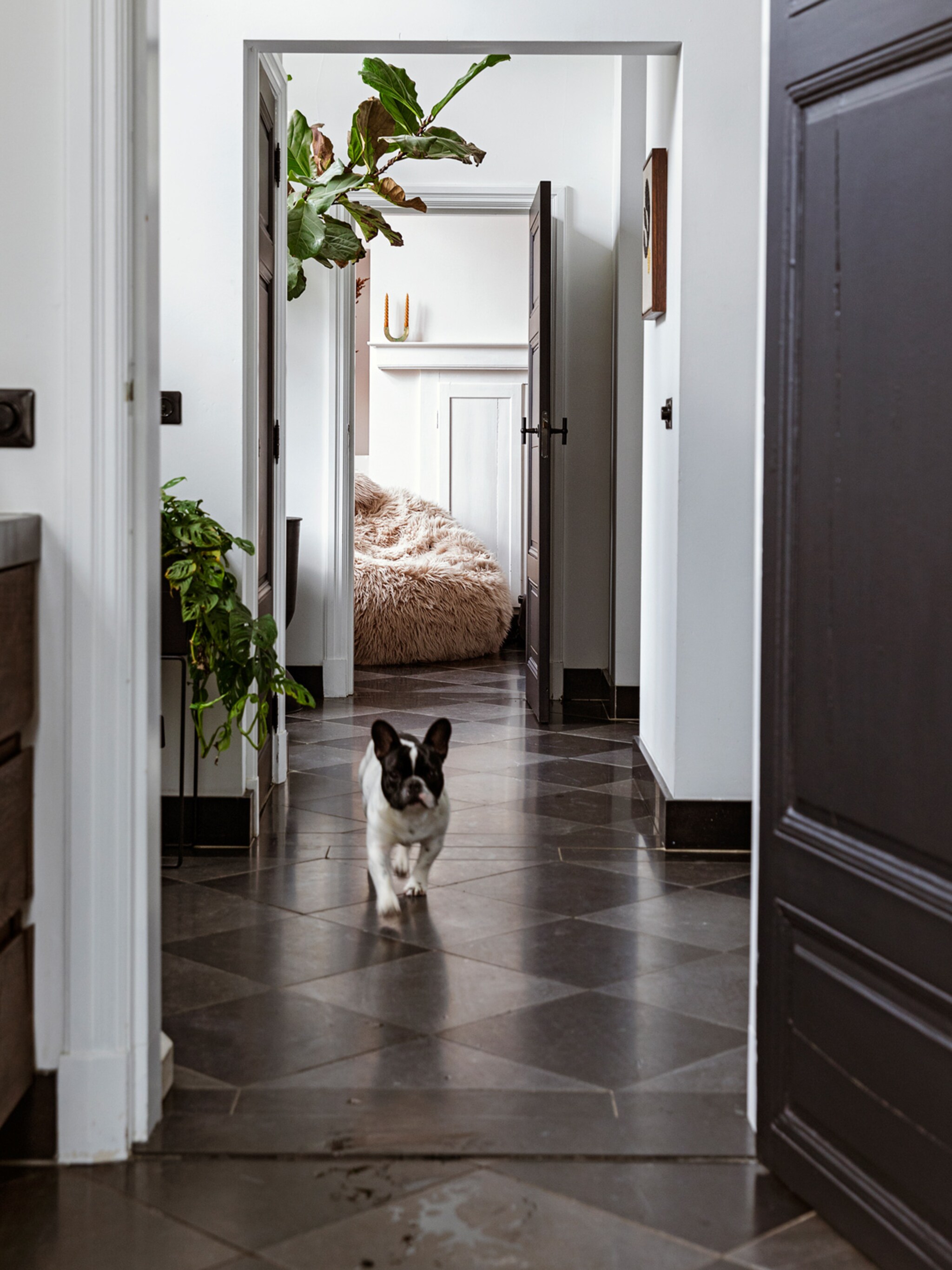 internationale hondendag zo houd je het schoon en stijlvol met een hond in huis
