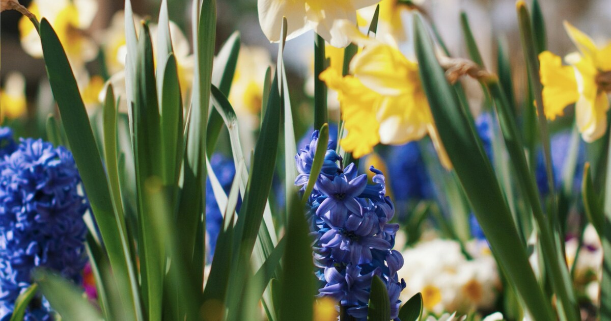 De tuin in! Het beste moment om bloembollen te planten