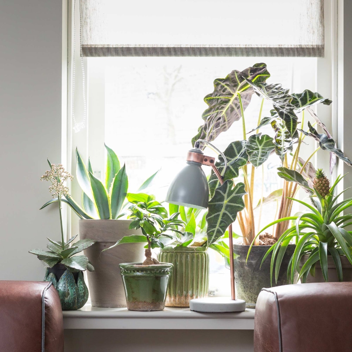 Deze 5 kamerplanten overleven wél in de volle zon styling Marianne Luning | Fotografie Barbara Kieboom