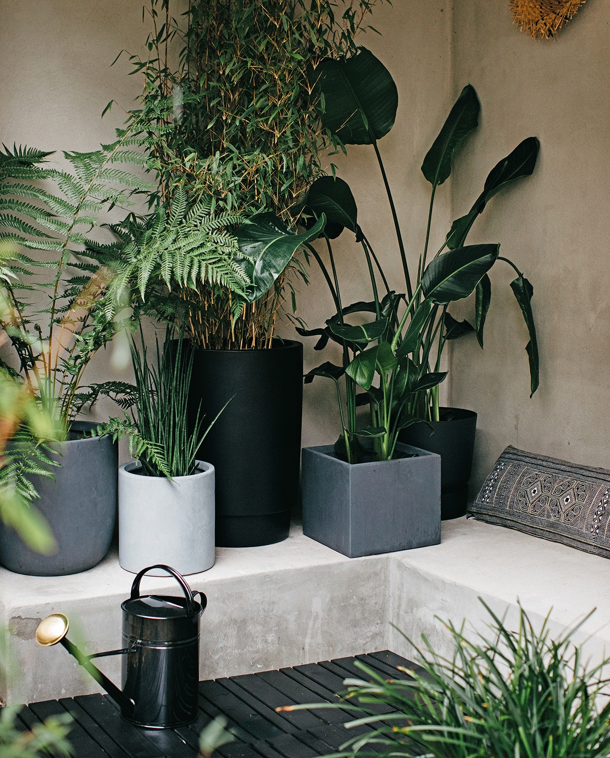 Van links naar rechts: antracietgrijze pot met varen, betongrijze cilindrische pot (intratuin). Sanseveria Bacularis, hoge zwarte pot Pure Grade High van Elho (fonq). Bamboe, antracietgrijze kubuspot, Strelitzia Nicolai, zwarte pot Greenville van Elho (intratuin). Strelitzia Nicolai rechts, langwerpig kussen Xeo met zwart-wit-goud dessin (loods5). Zwarte gieter van House Doctor (fonq). Zwart gebeitste houten vlonders op vloer (praxis.nl). Zwarte beits Cetabever (karwei). vtwonen tuin special 01-2020 | styling Moniek Visser | fotografe Danique van Kesteren