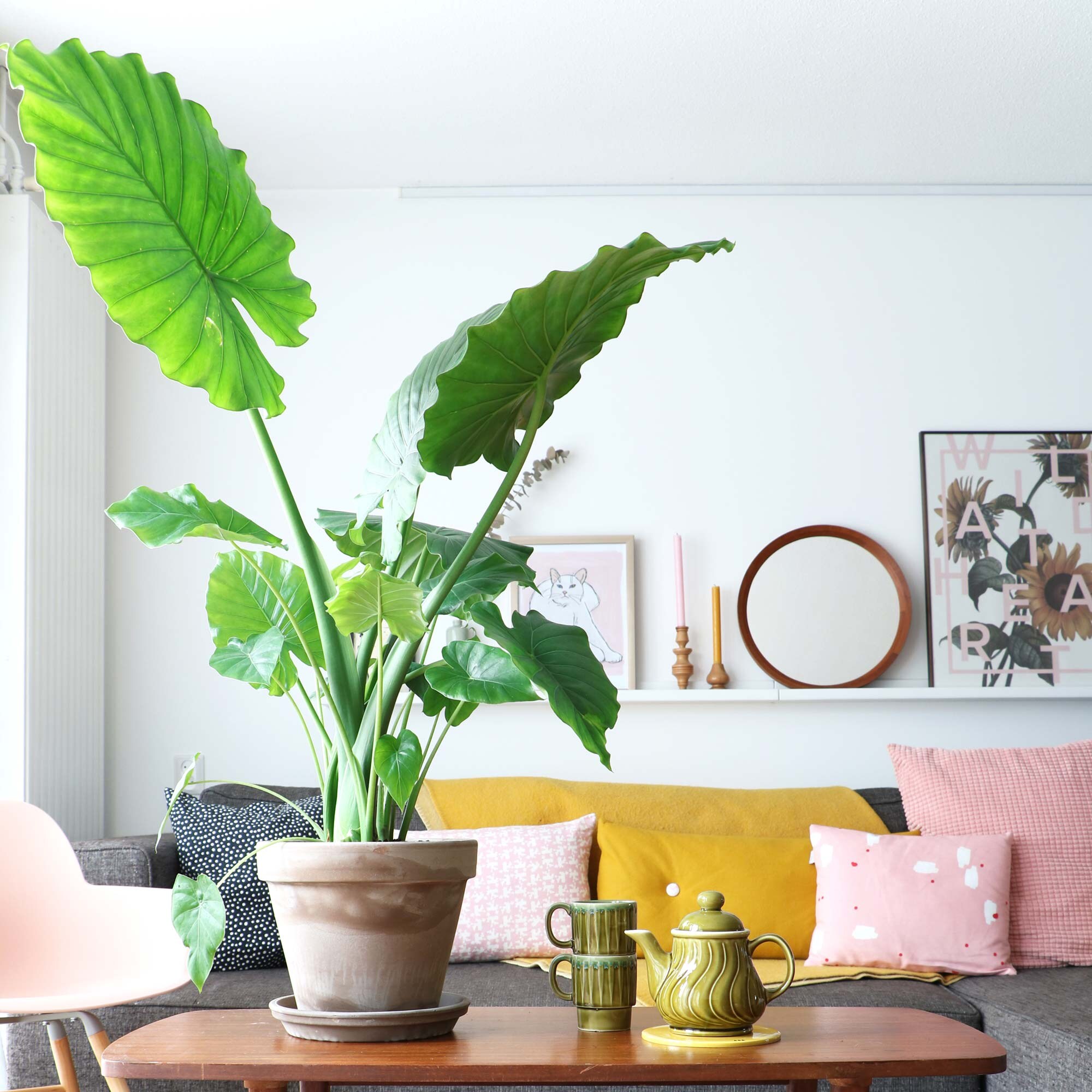 Grote kamerplant op een tafel met grote groene bladen
