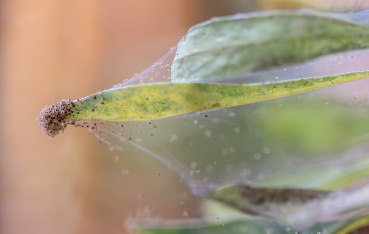Spint maakt kleine spinraggen