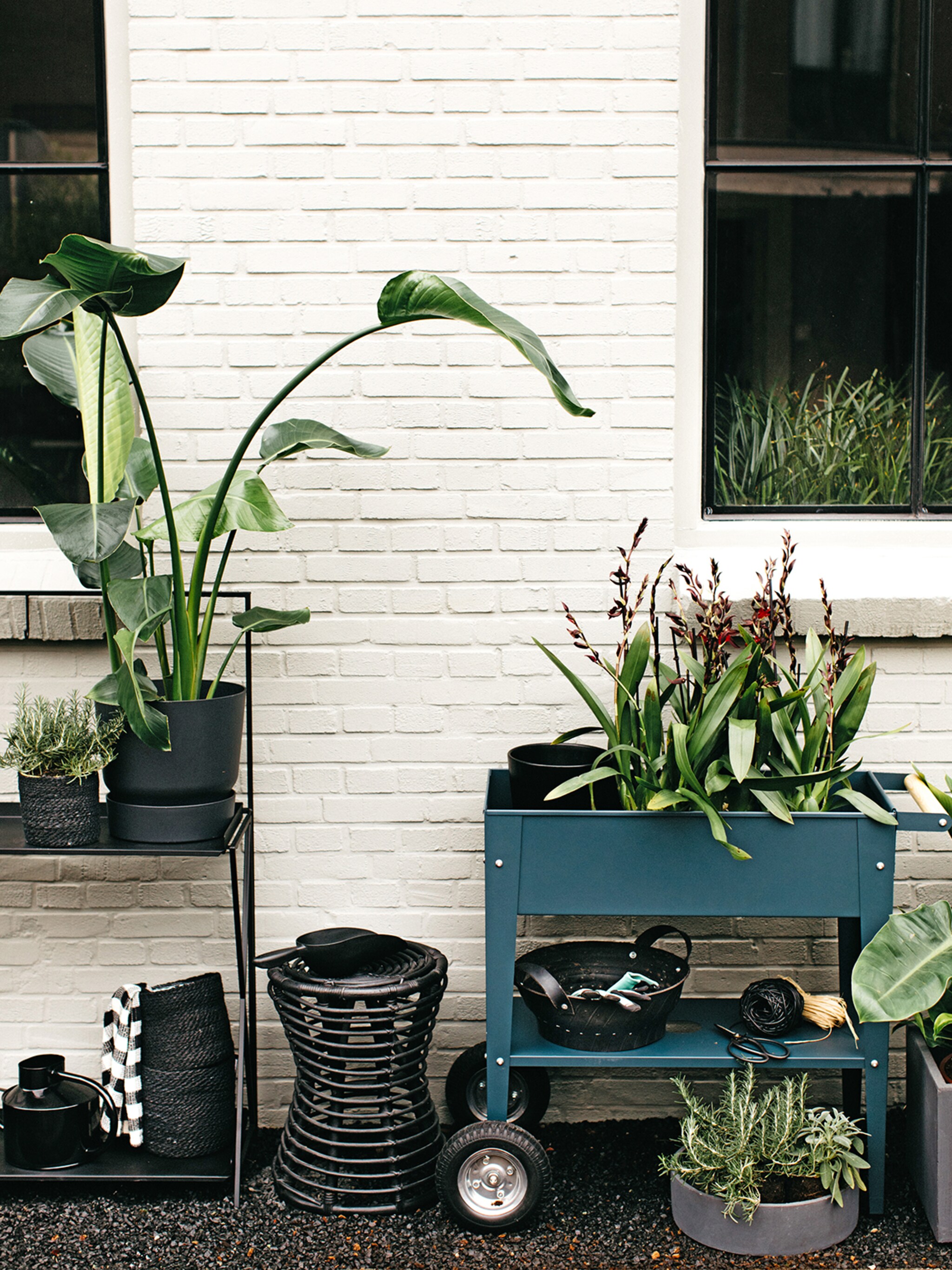 een strelitzia in huis zo verzorg je de paradijsvogelplant
