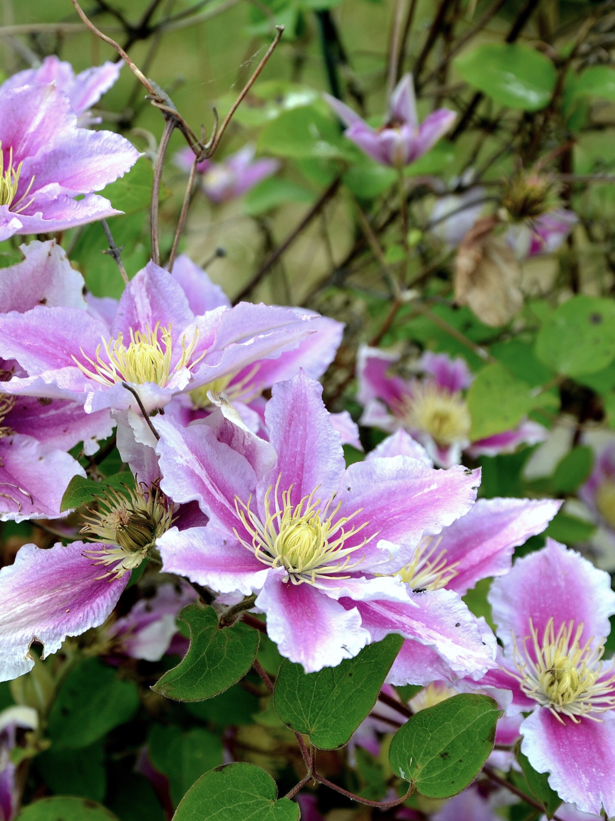 hoe-en-wanneer-moet-je-de-clematis-snoeien