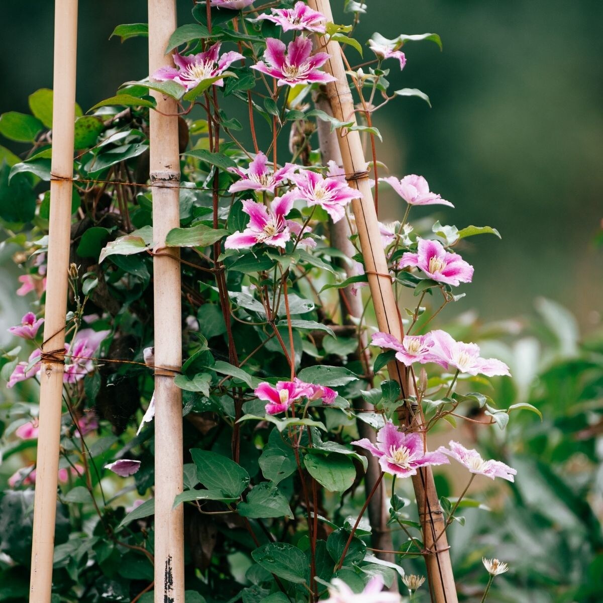Clematis vtwonen