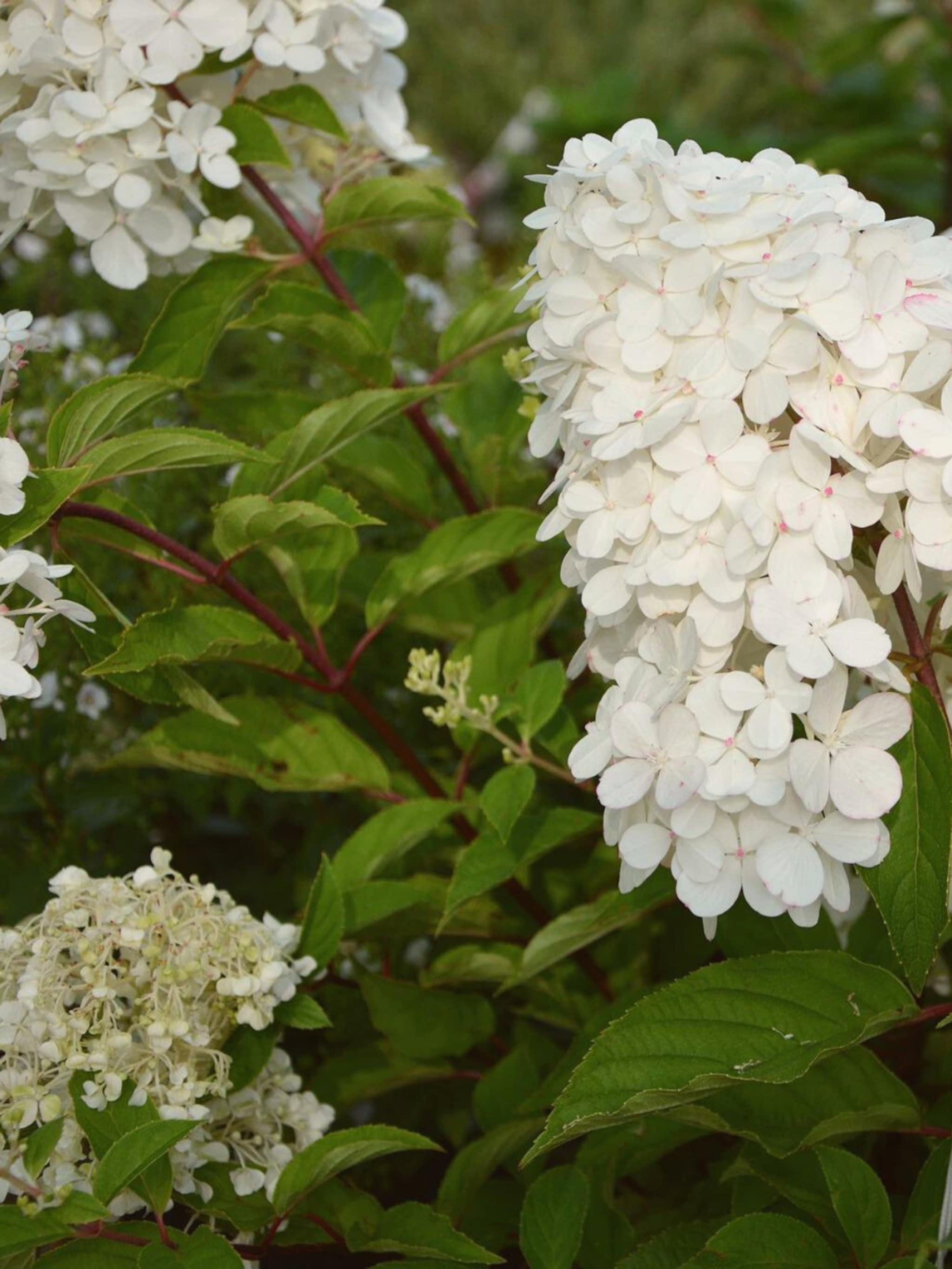 pluimhortensia snoeien wanneer en hoe doe je dit