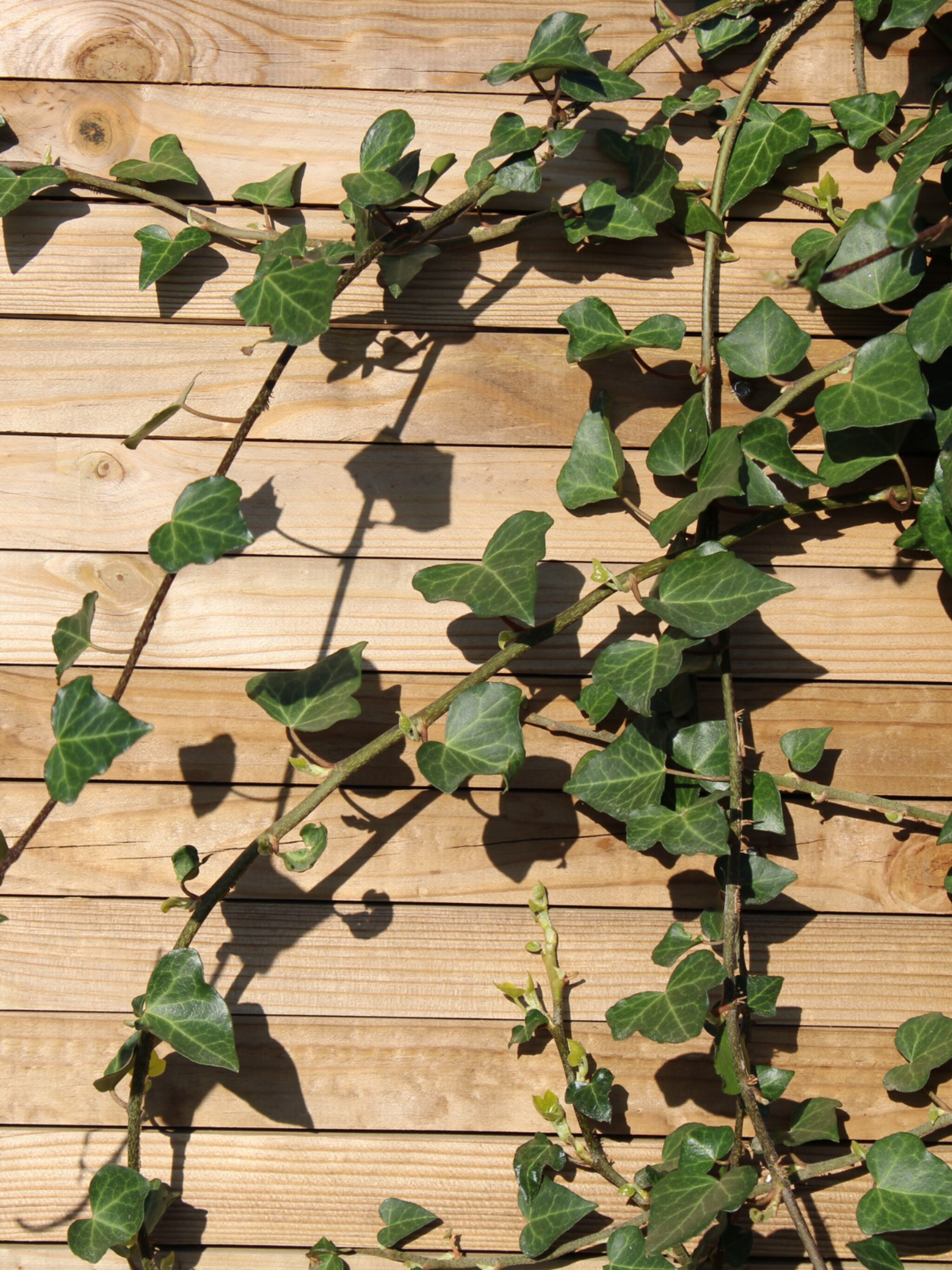 de verticale tuin welke klimplanten zijn geschikt voor een schutting