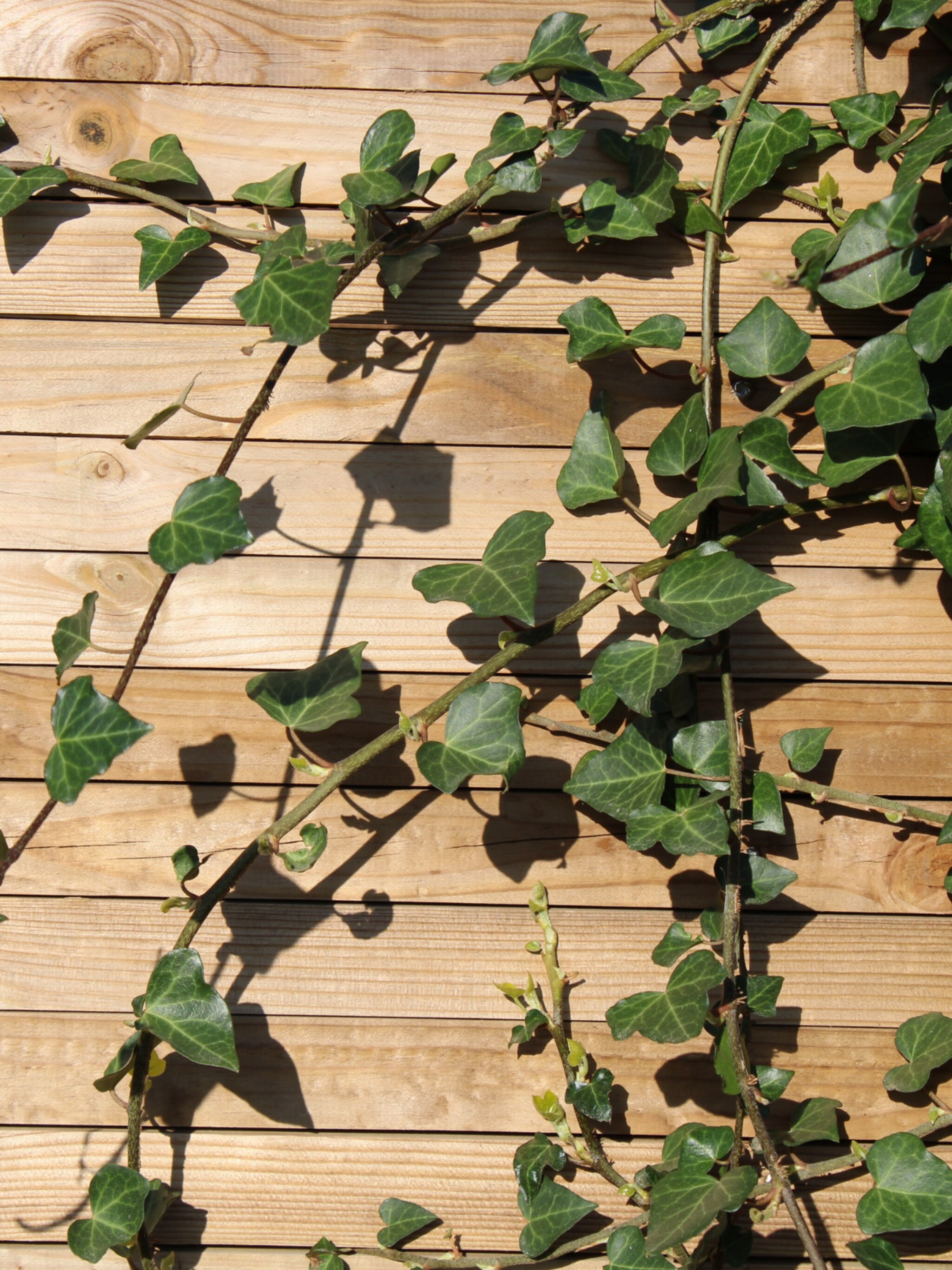 de-verticale-tuin-welke-klimplanten-zijn-geschikt-voor-een-schutting