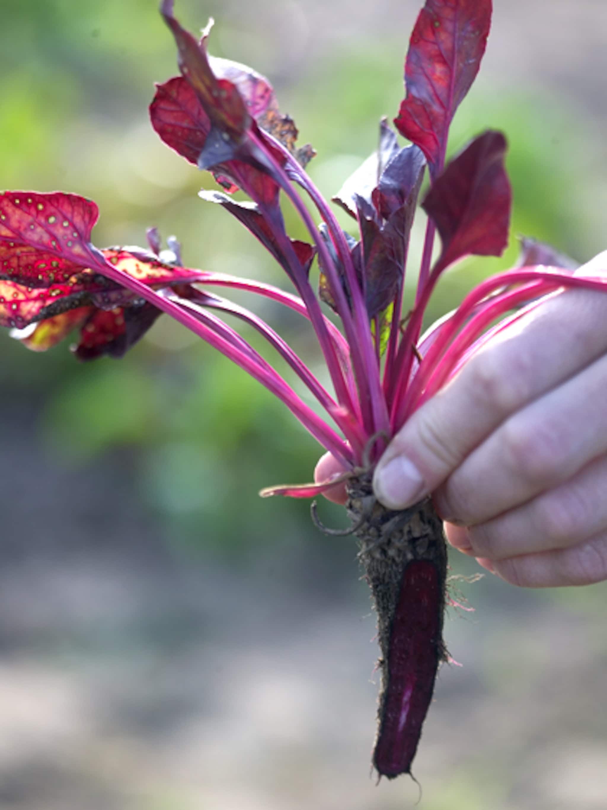 combinatieteelt in de moestuin