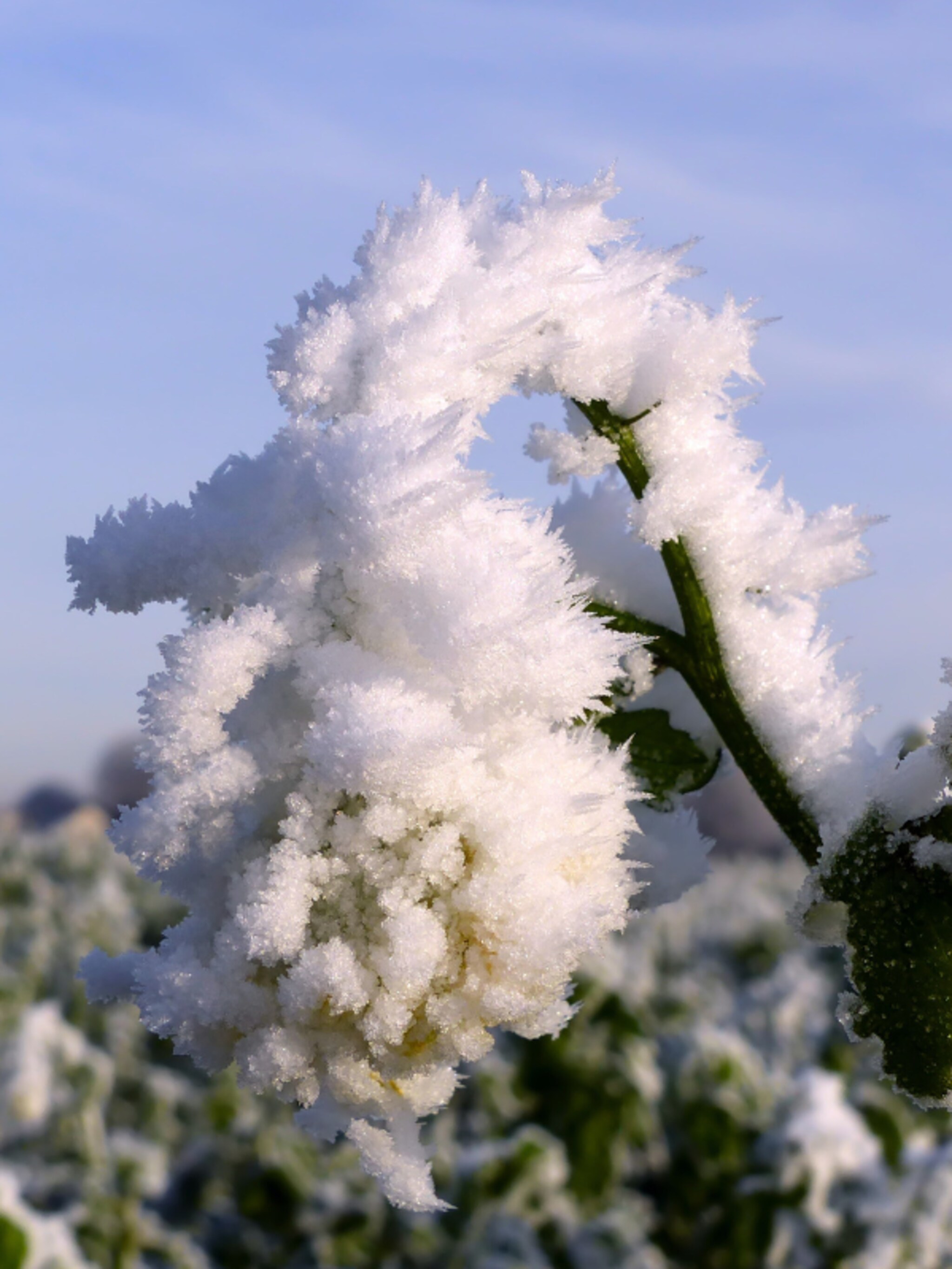 tips tricks vorstschade tuinplanten