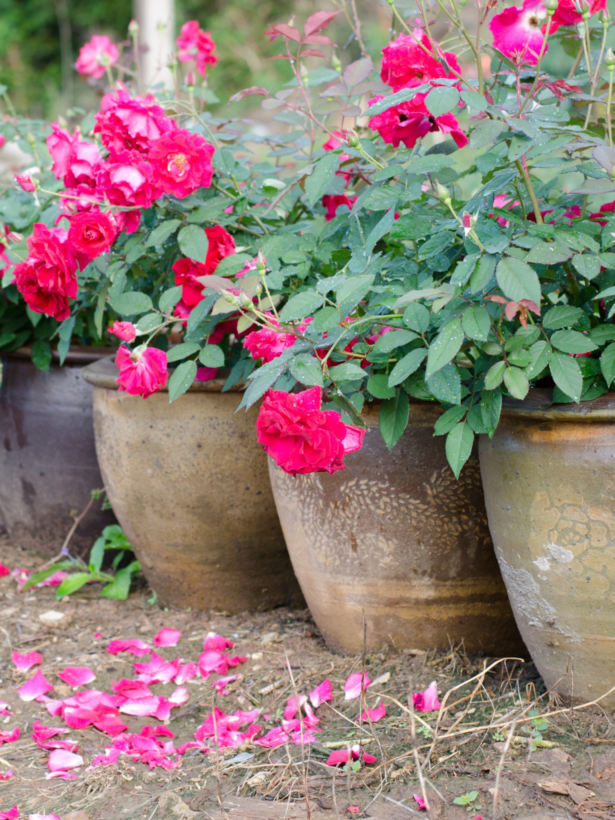 rozen in een pot planten zo blijven ze mooi