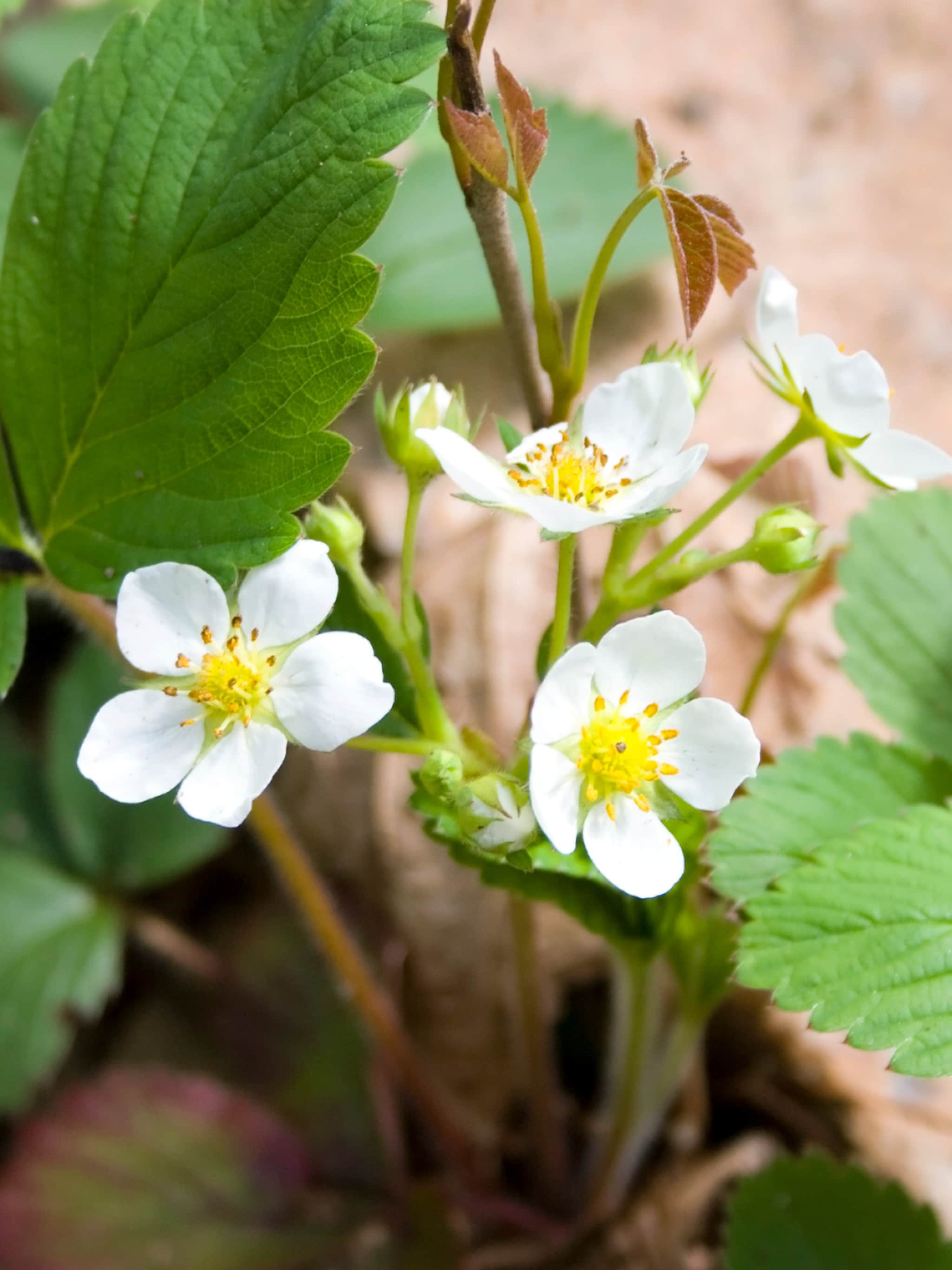 hoe en wanneer kun je aardbeien stekken