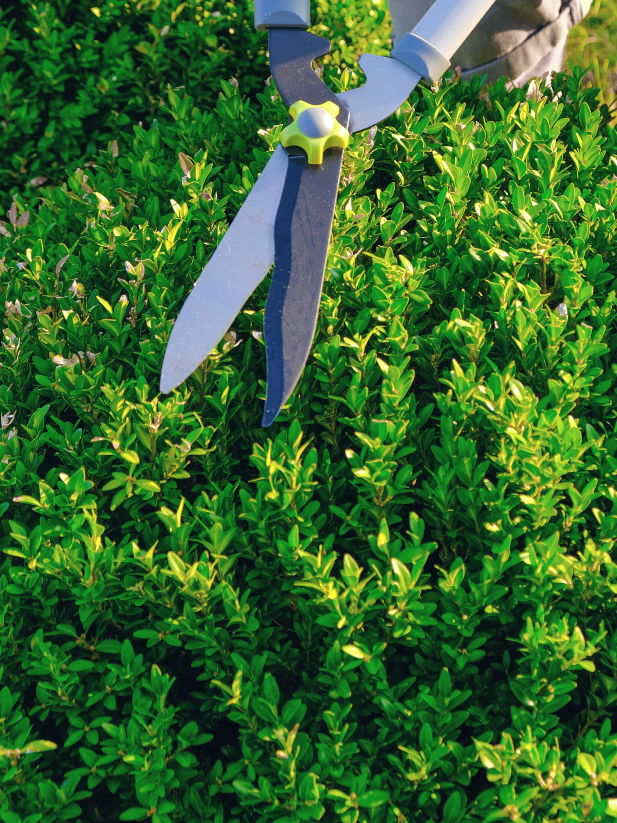tips voor onderhouden van een buxus