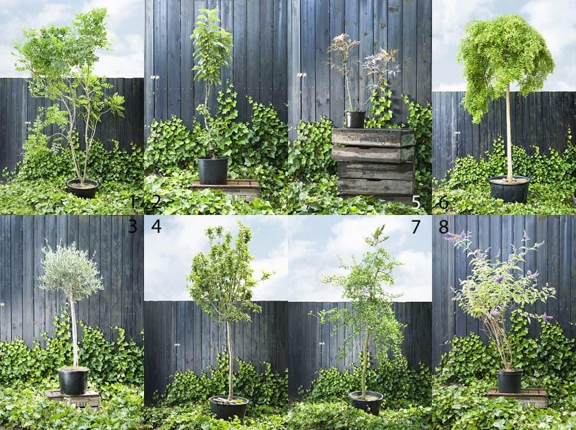 bomen op stam voor een kleine tuin