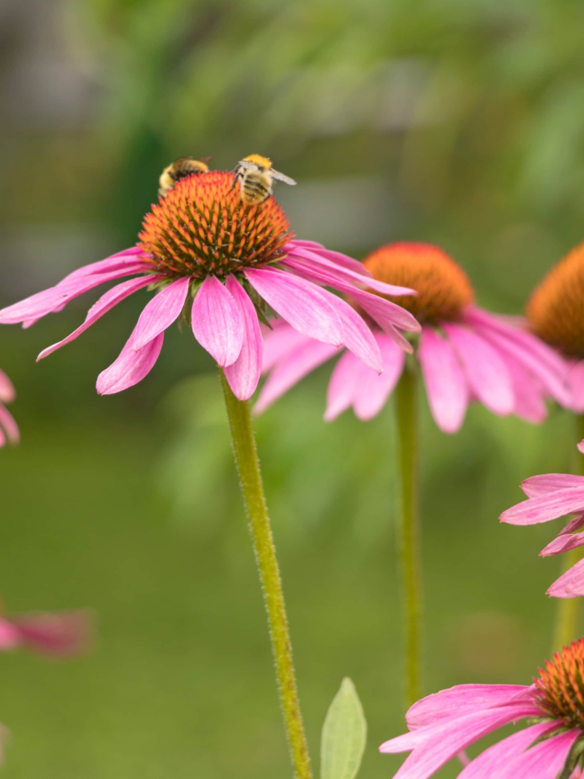 3x-mooie-vaste-planten-combinaties-voor-de-border