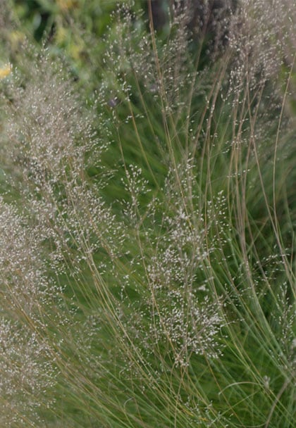 beeld vtwonen Siergras
