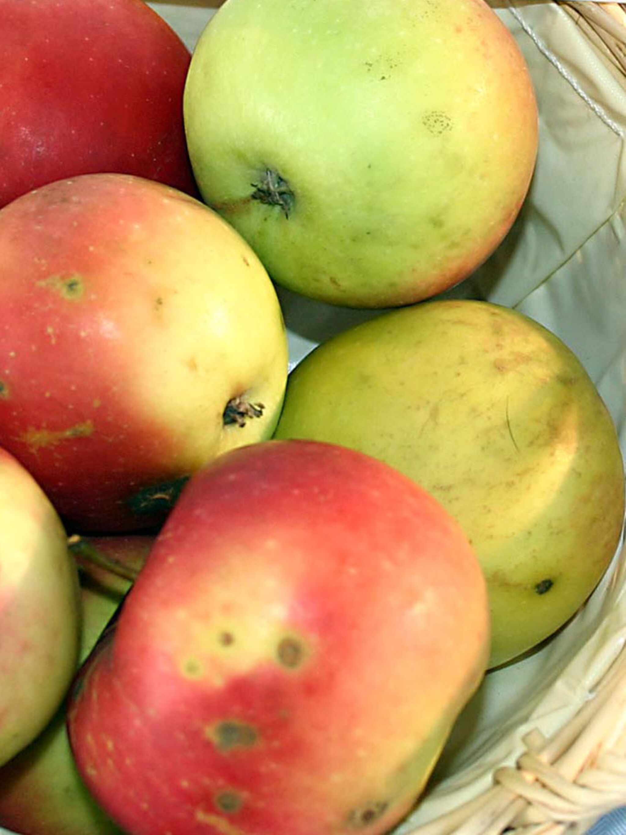 appel jonathan