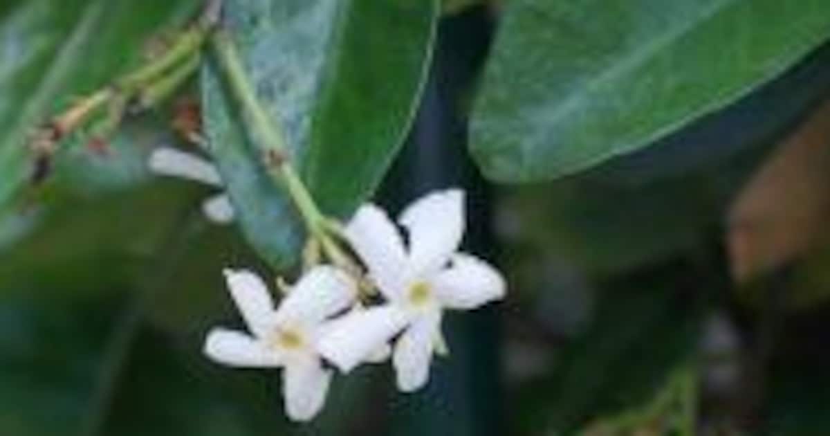Zo verzorg en snoei je de Toscaanse jasmijn | vtwonen