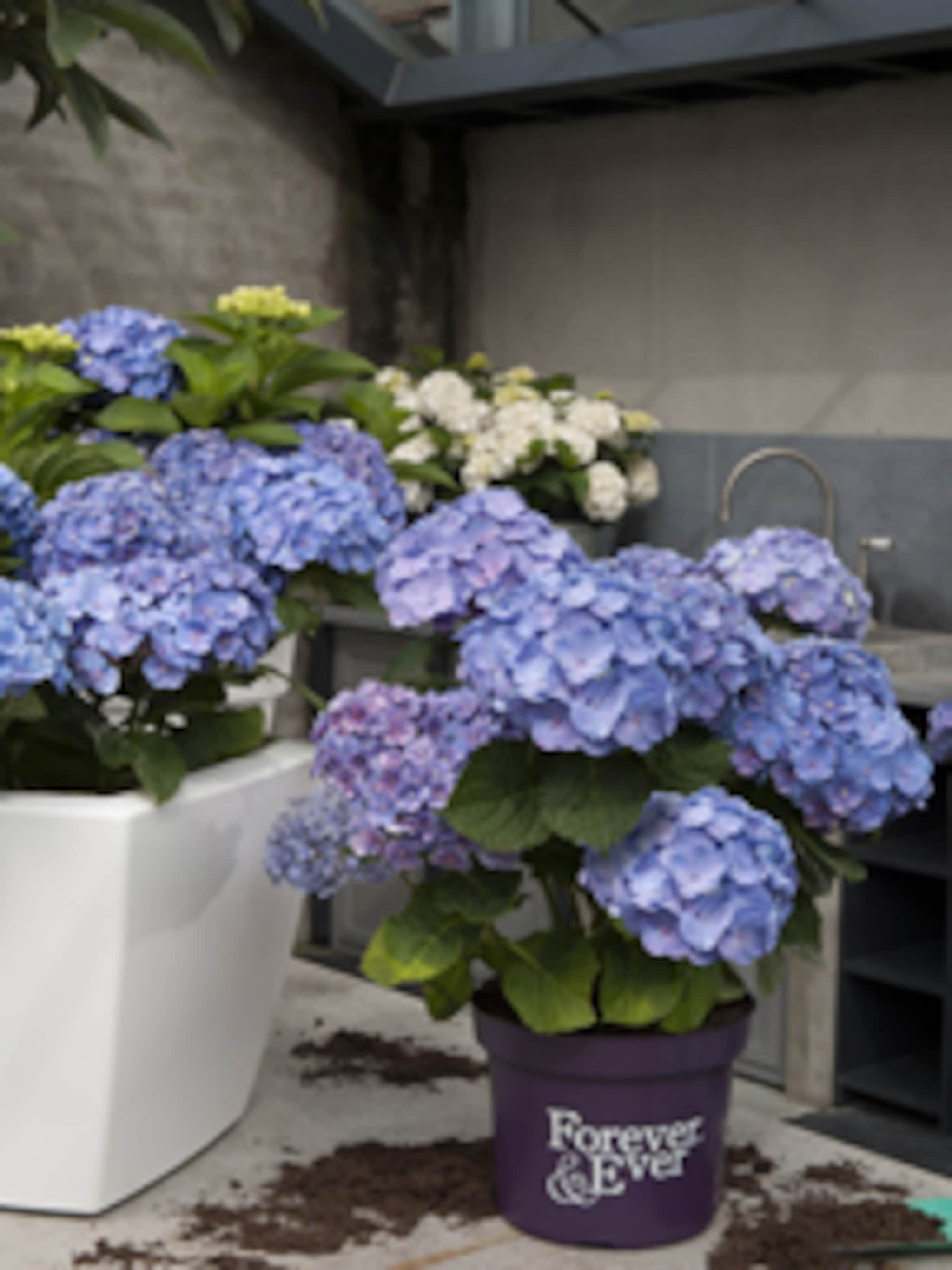 hortensia forever en ever