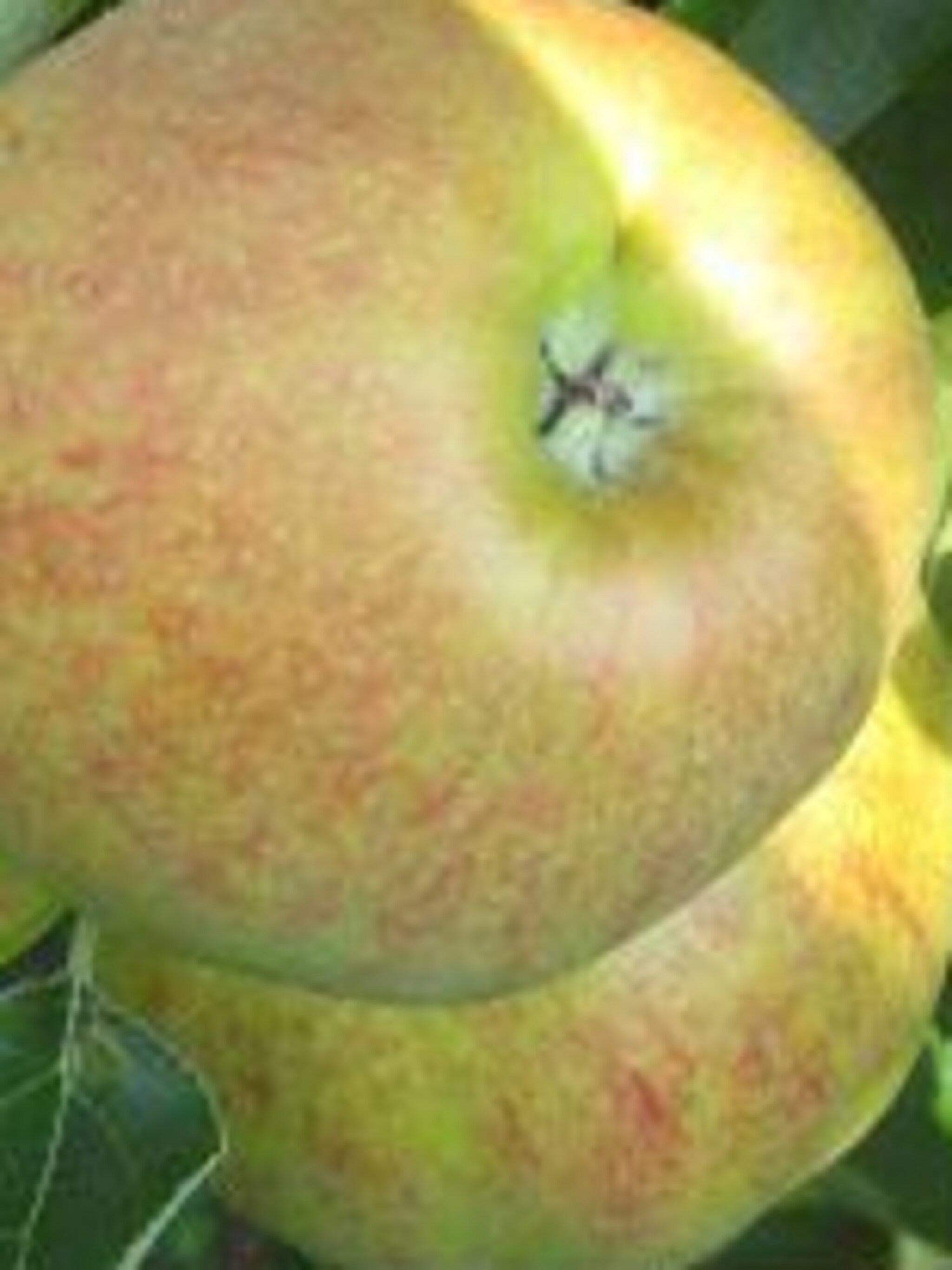 appel elstar