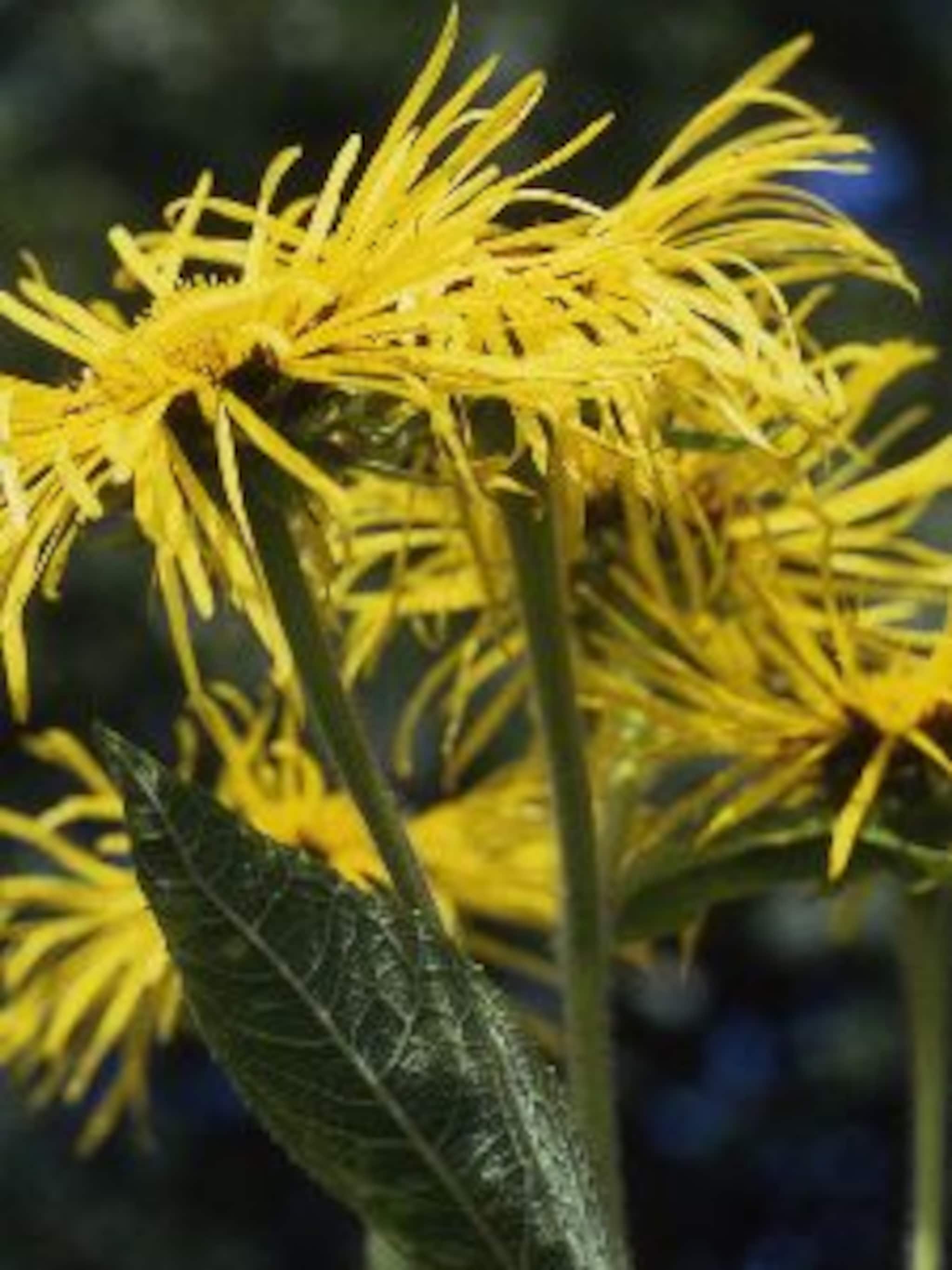 alant inula magnifica