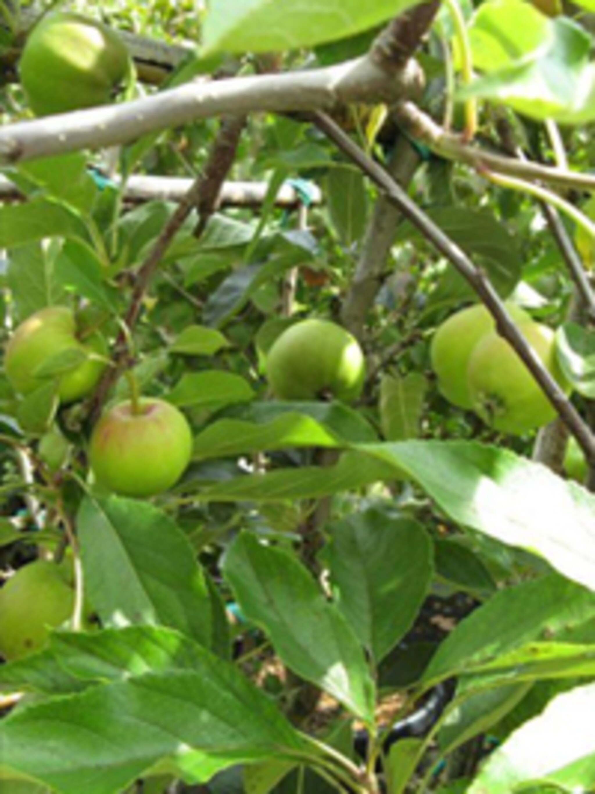 appel malus domestica