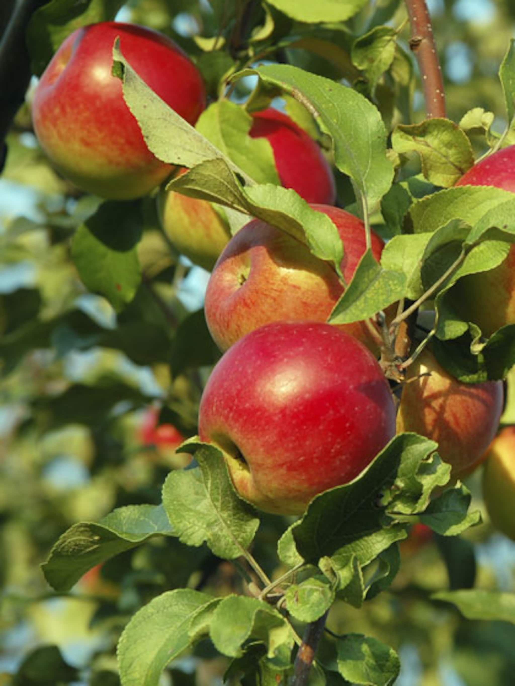 appel benoni