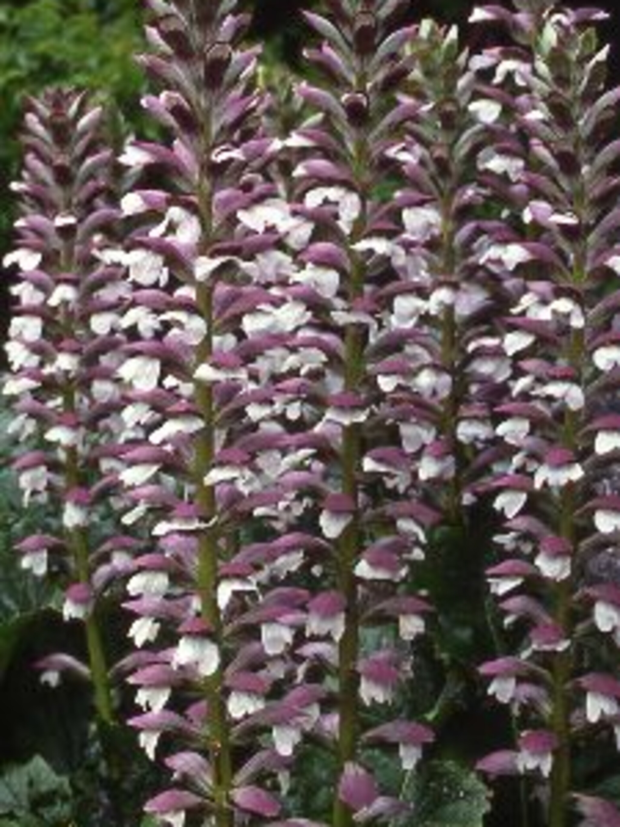behaarde acanthus