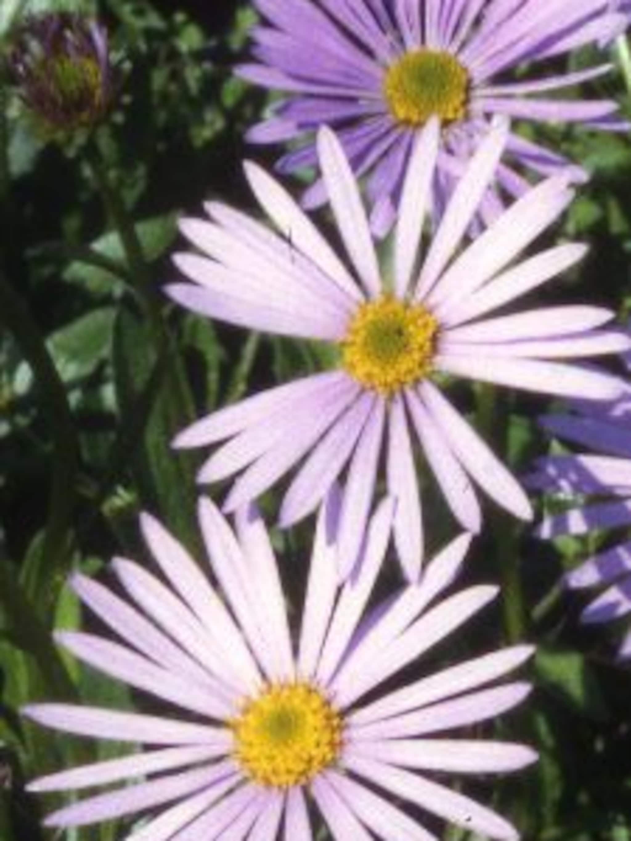 aster tongolensis