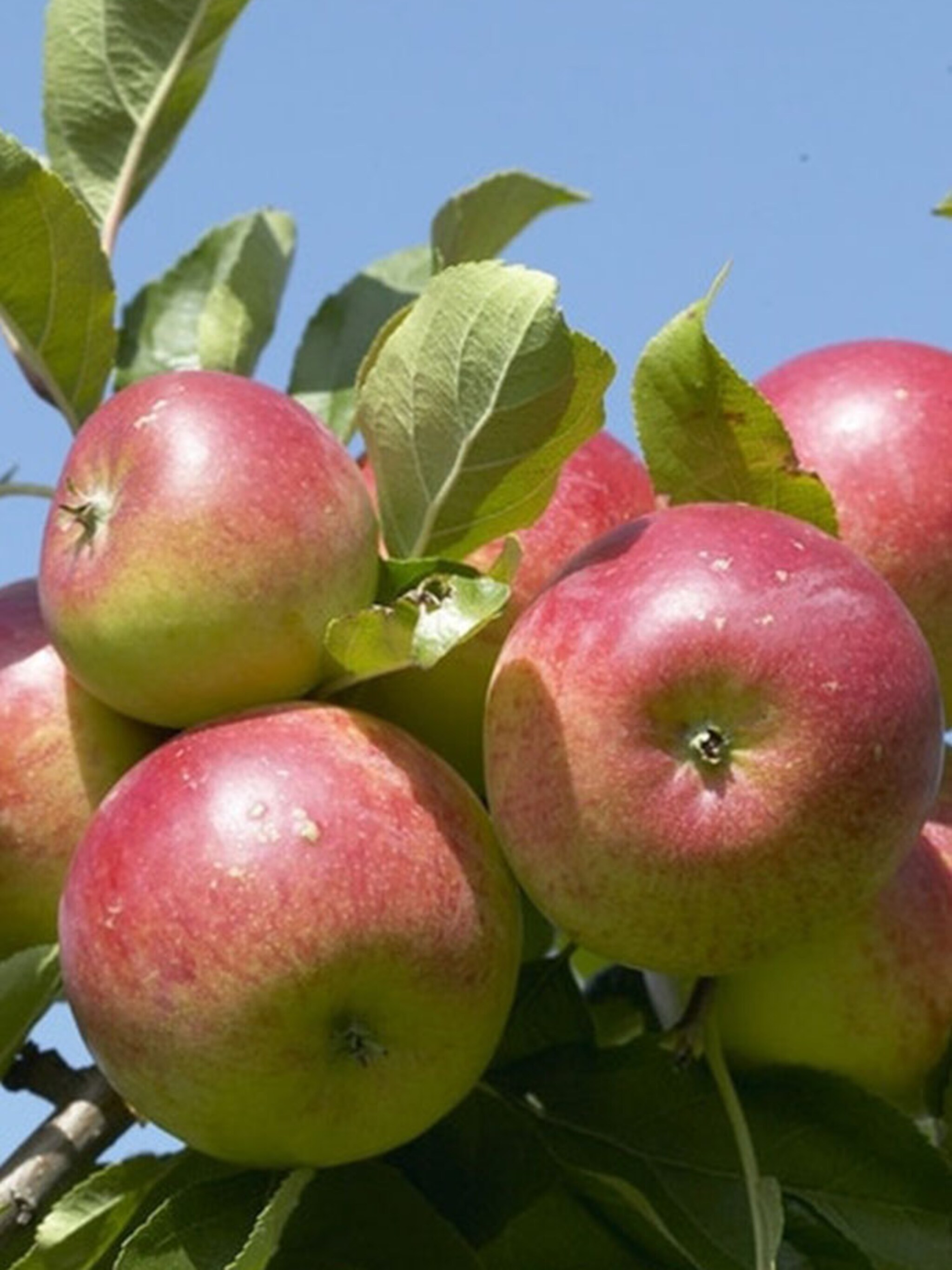appel present van engeland