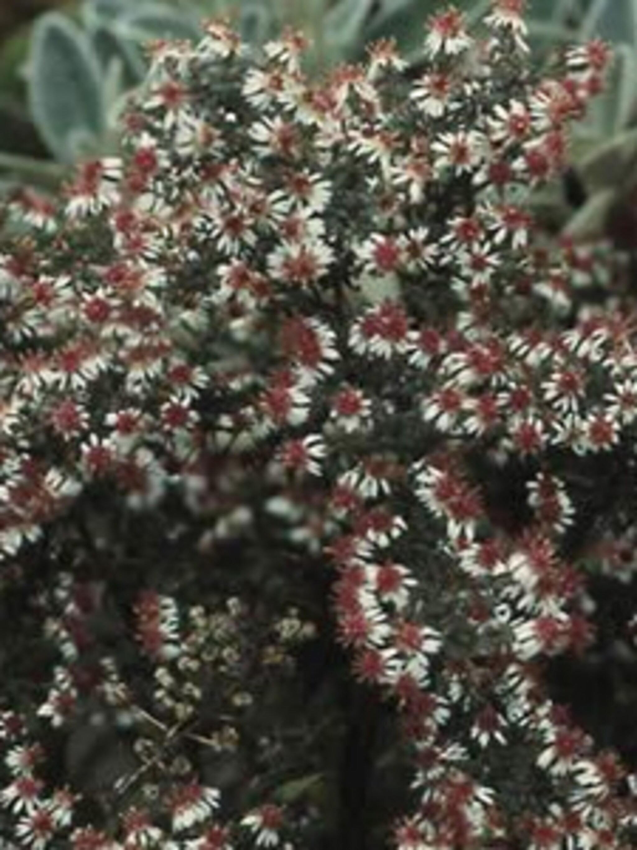 aster horizontalis