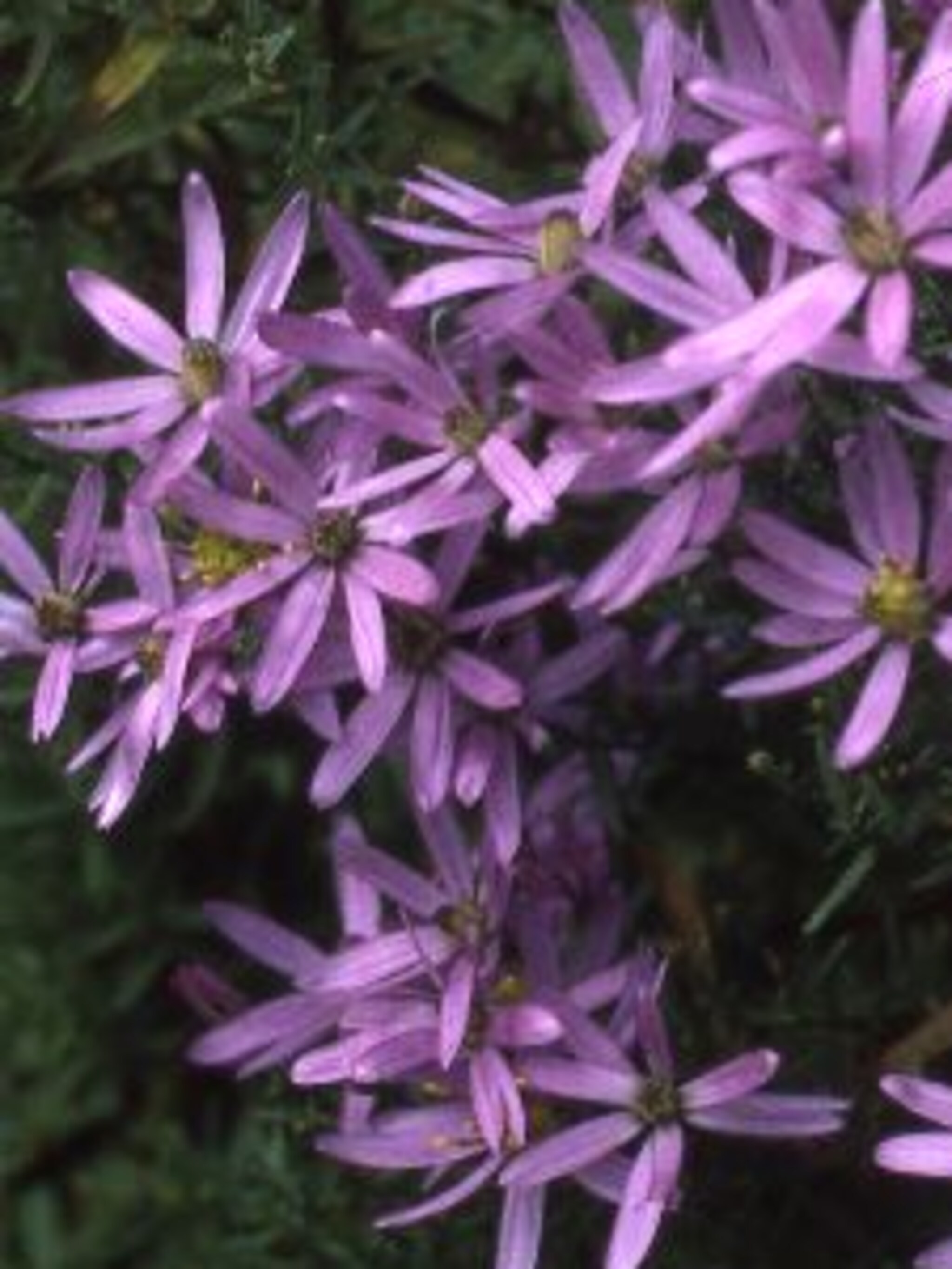 aster nanus