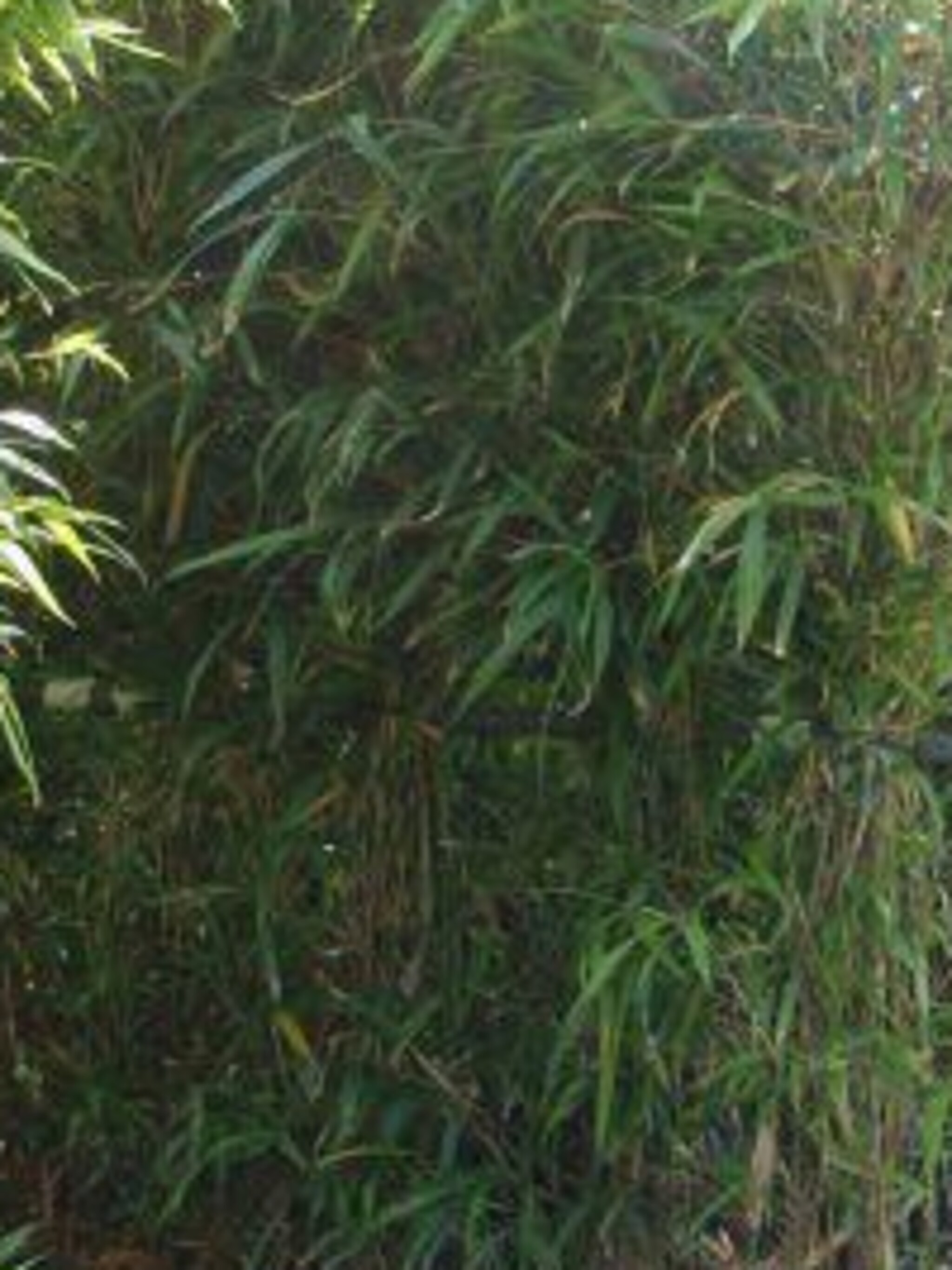 bamboe semiarundinaria fastuosa