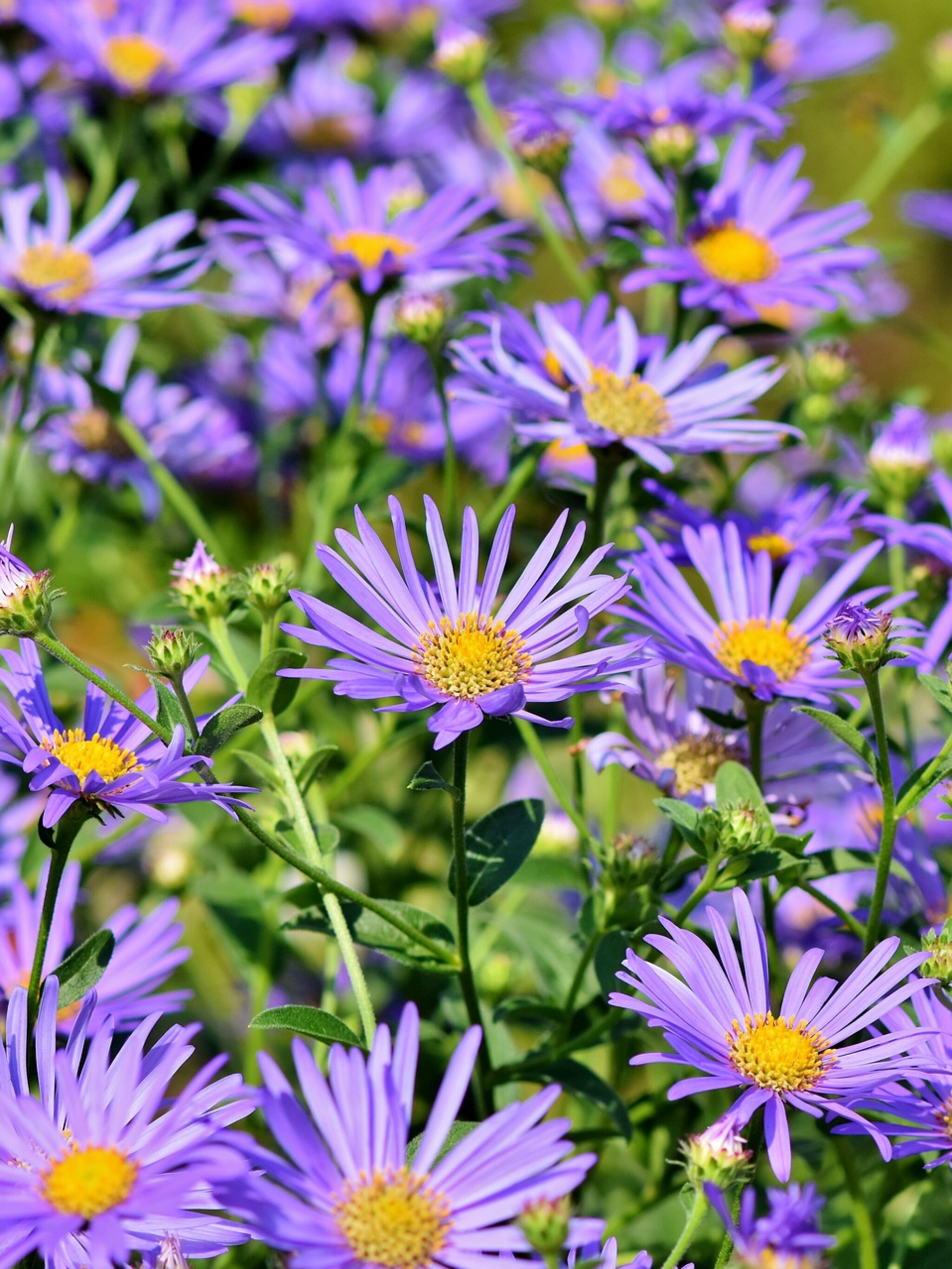 aster monch
