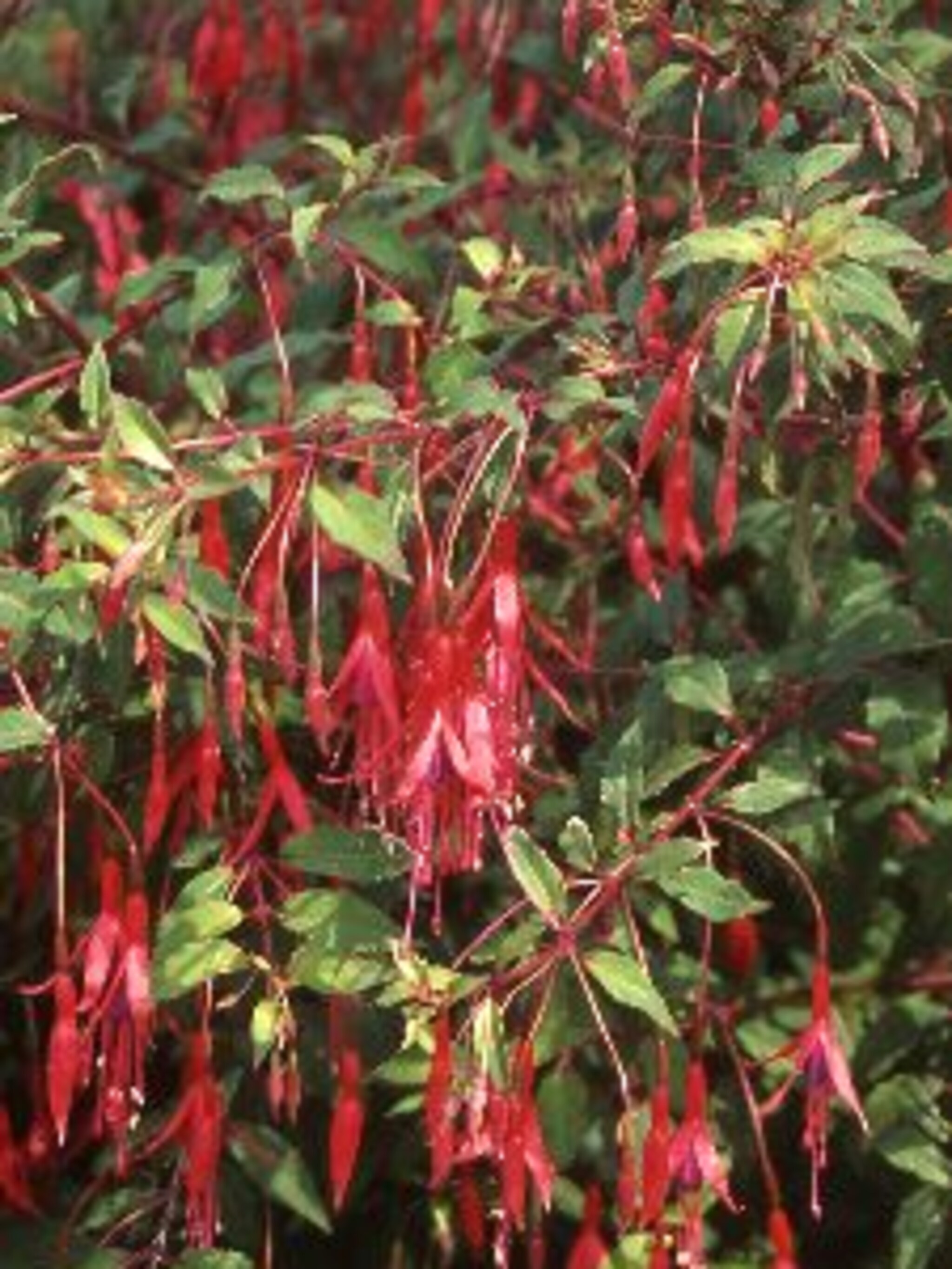 bellenplant