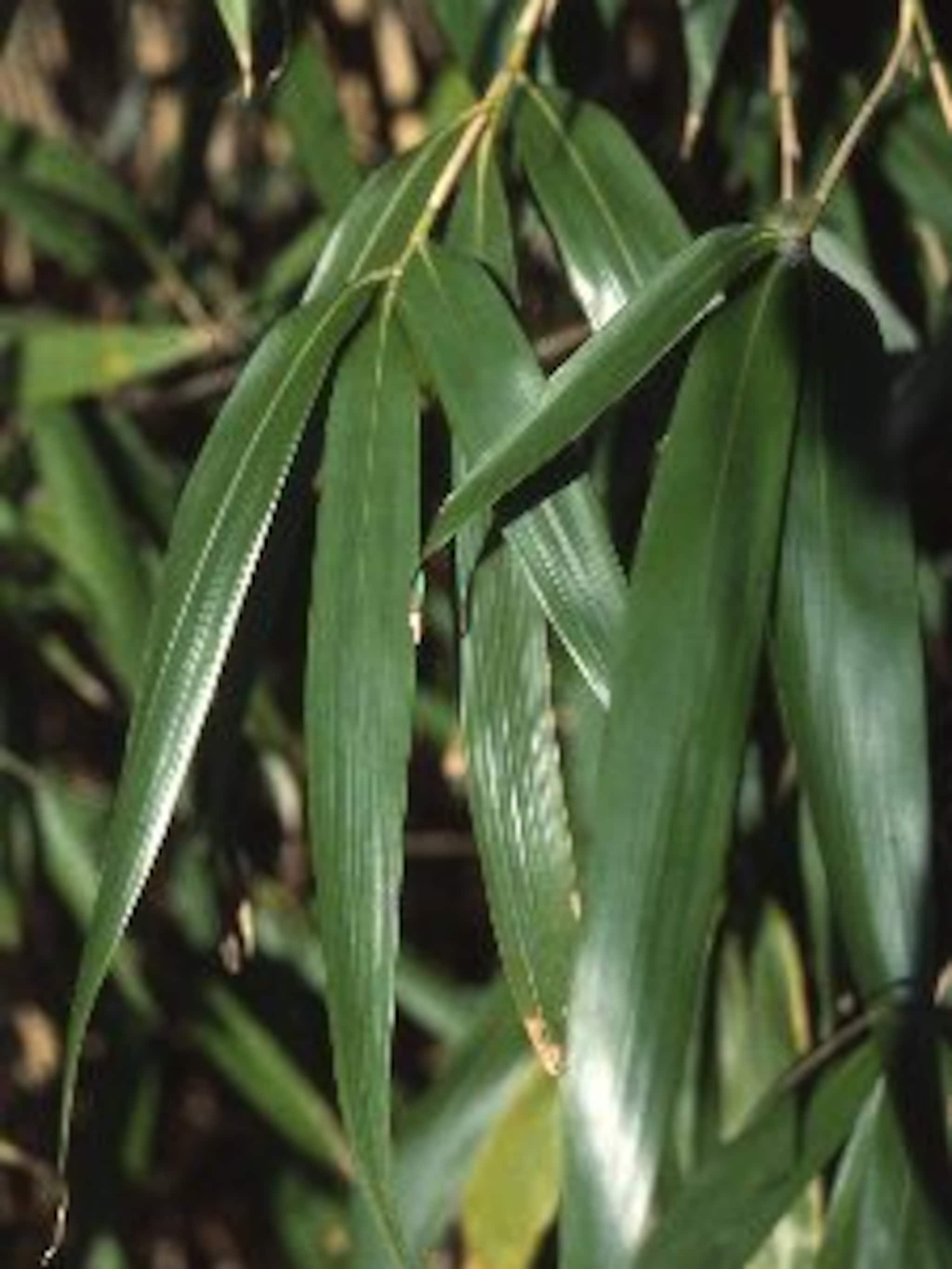 bamboe pseudosasa japonica