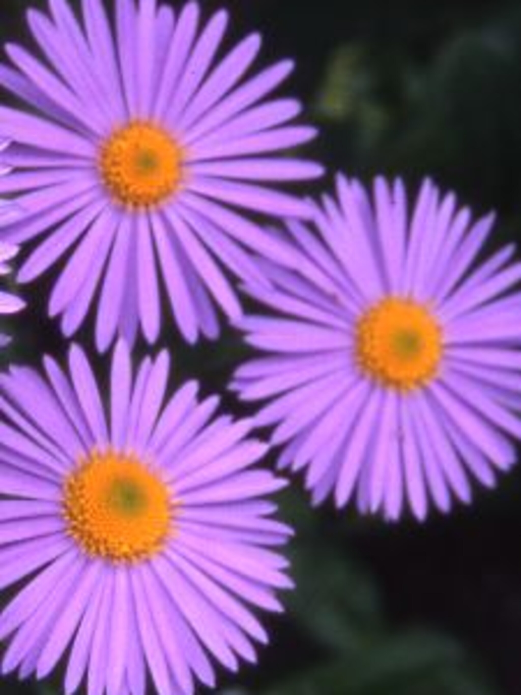 aster napsbury