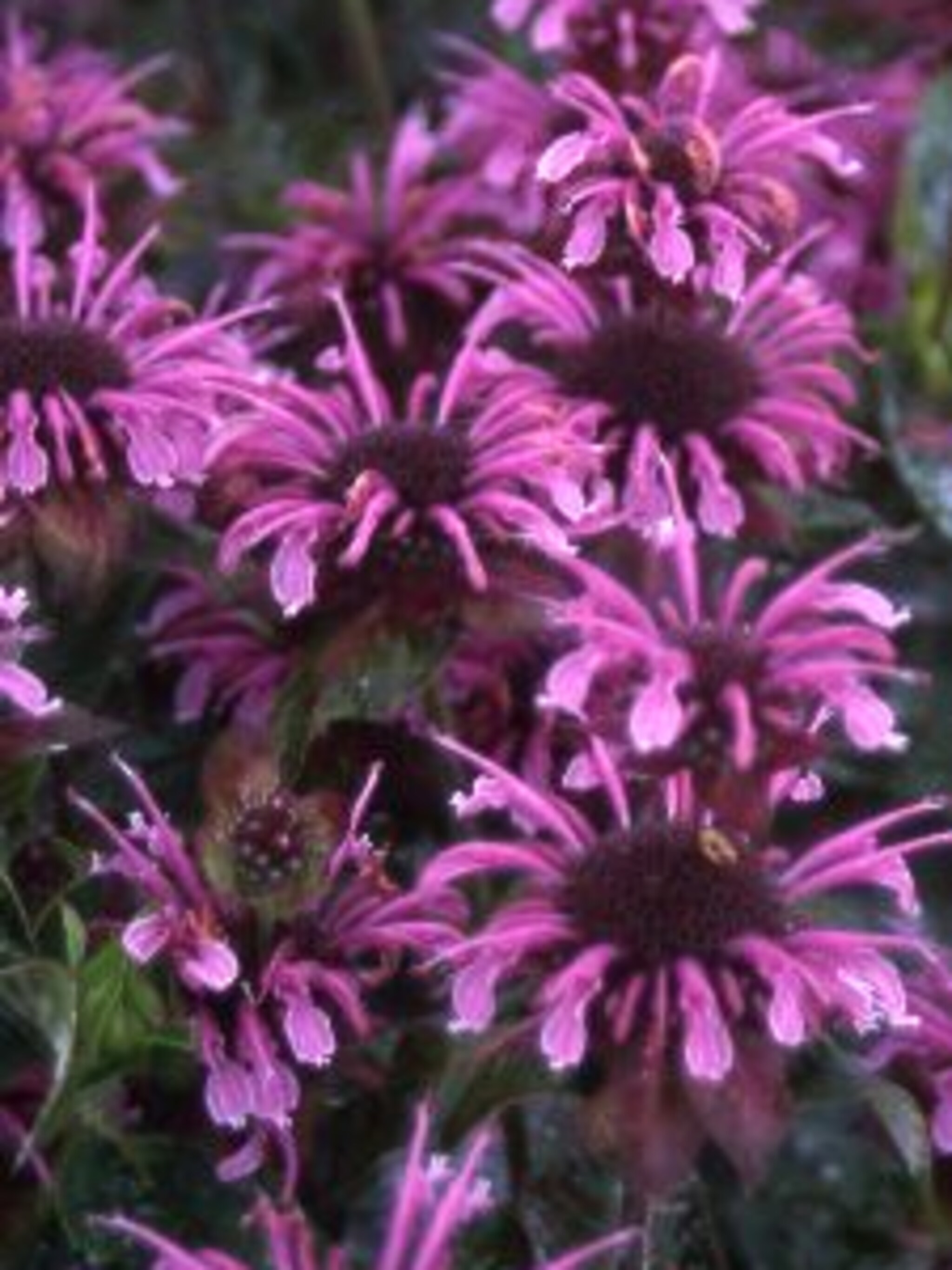 bergamotplant croftway pink