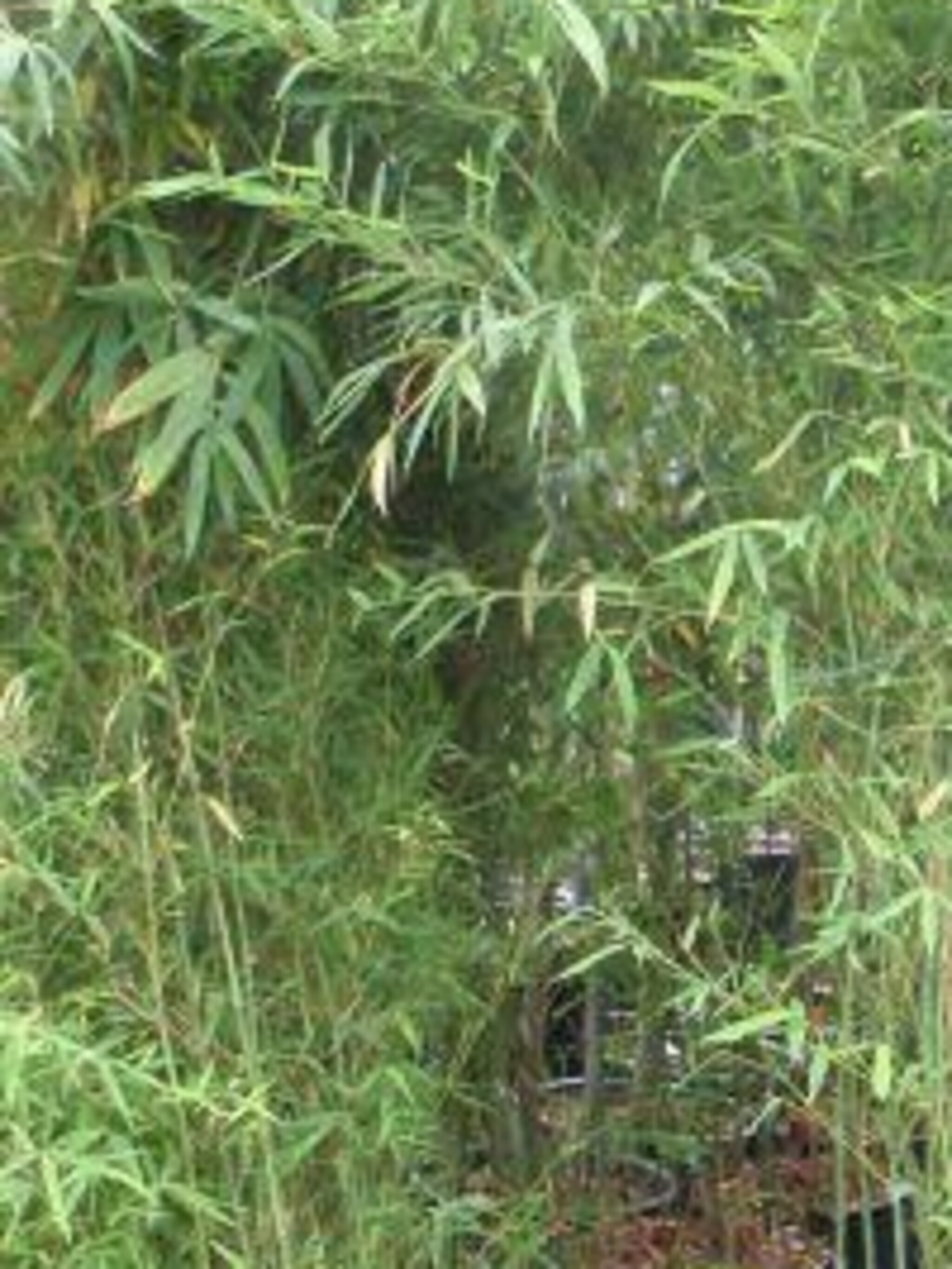 bamboe phyllostachys aureosulcata