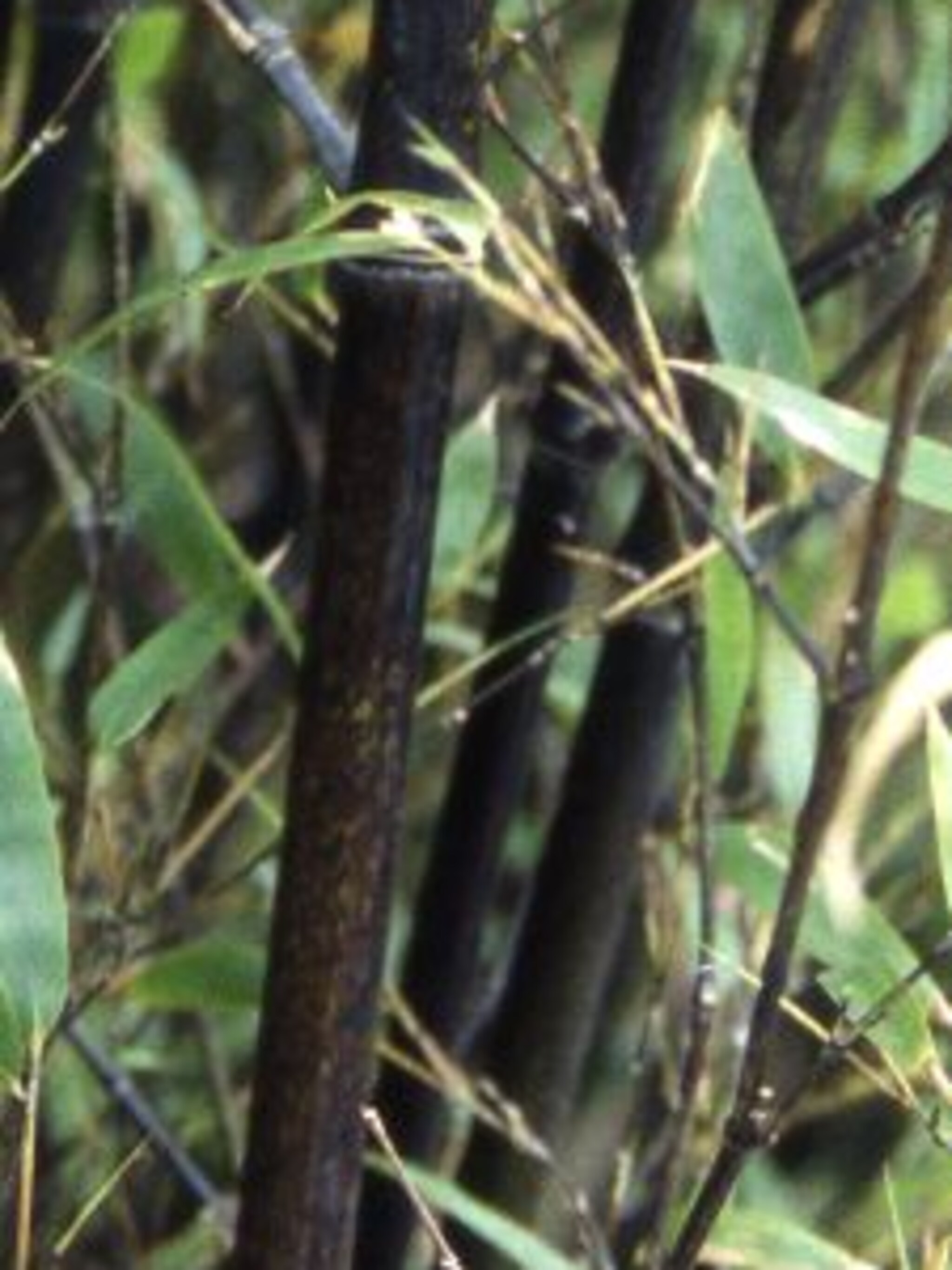 bamboe phyllostachys nigra