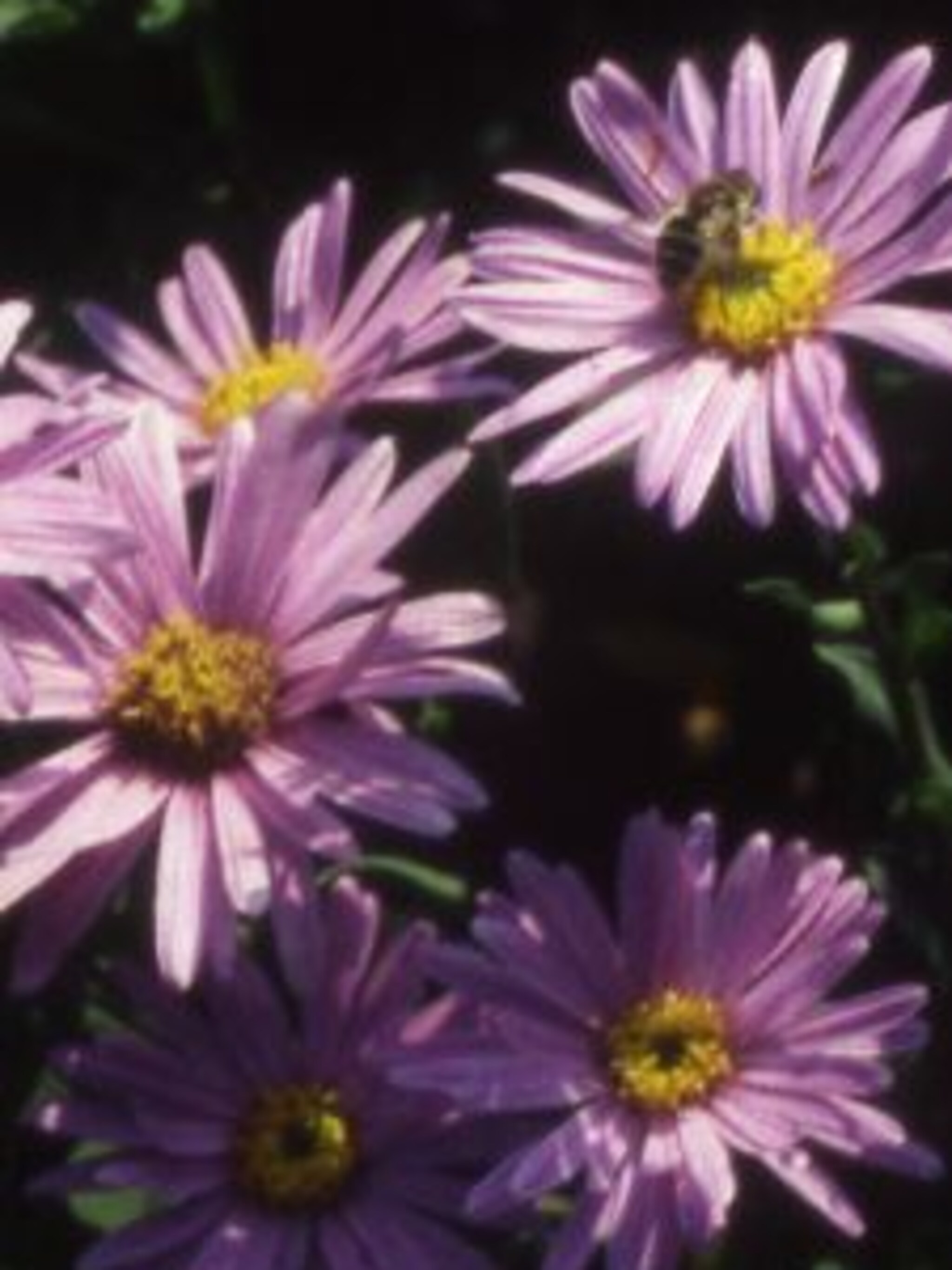 bergaster rosa erfulling