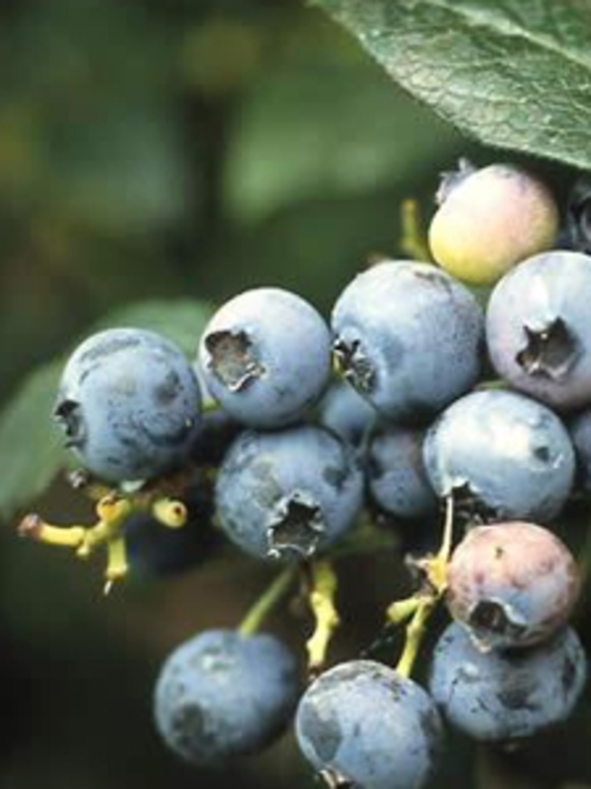 blauwe bes