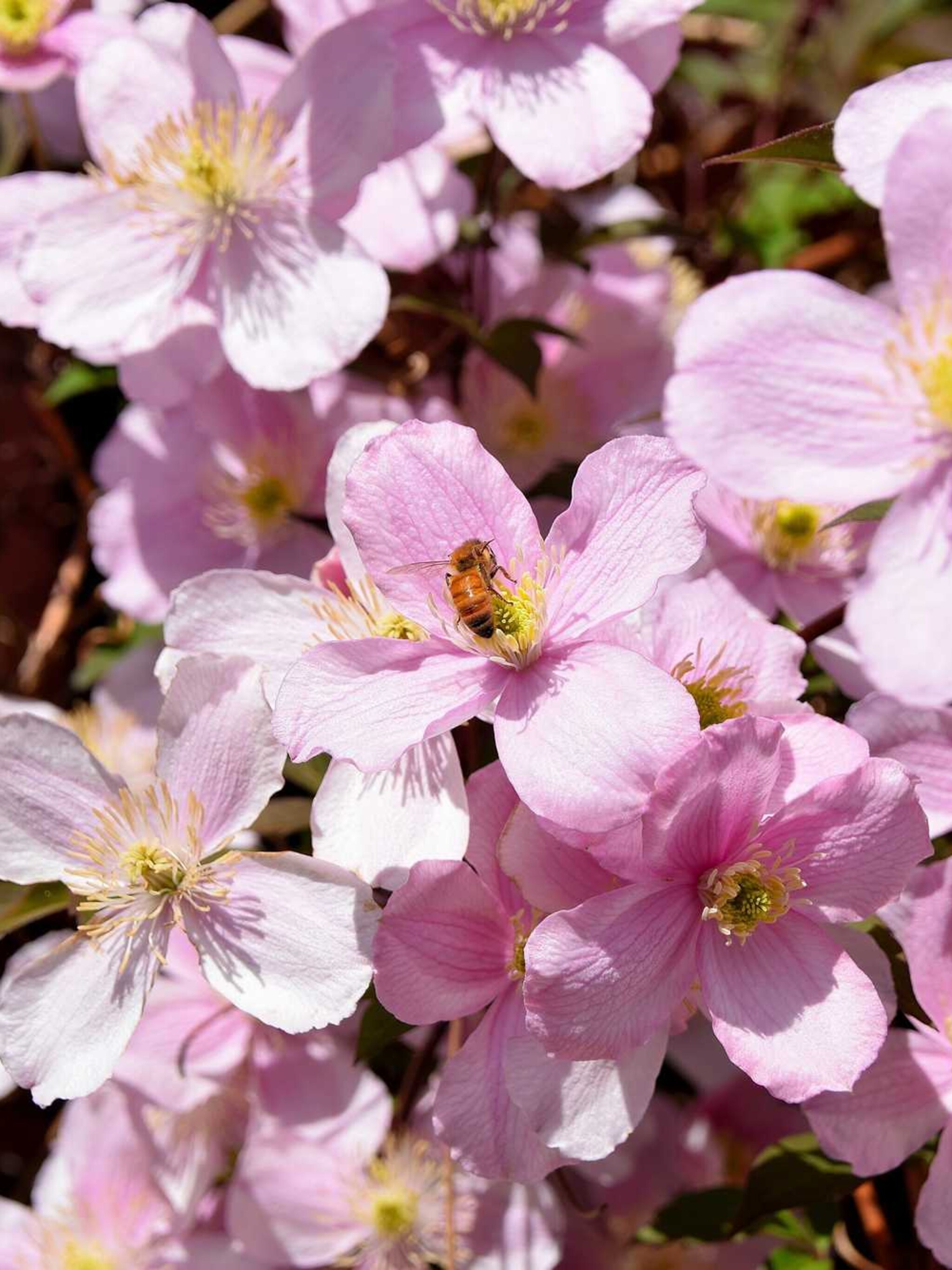 bergclematis freda