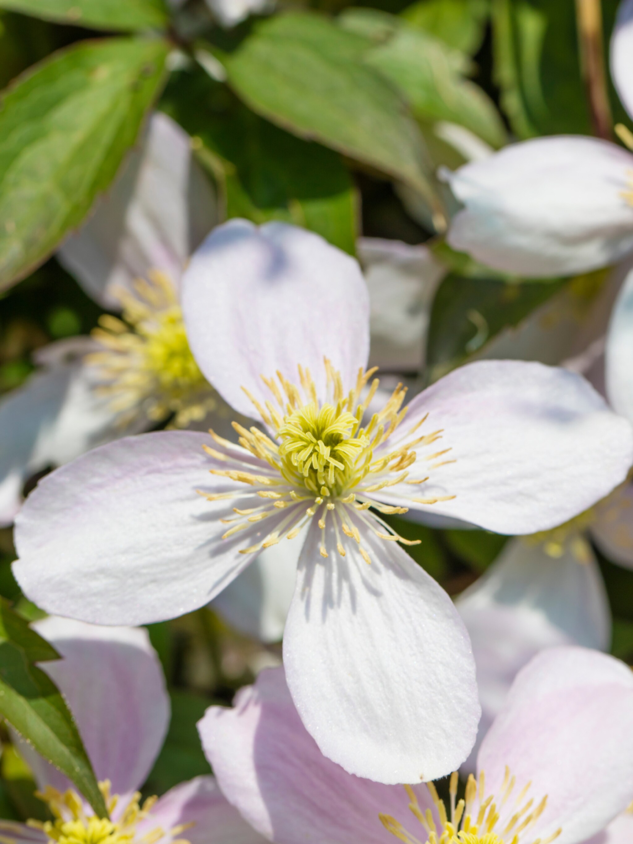 bergclematis rubens