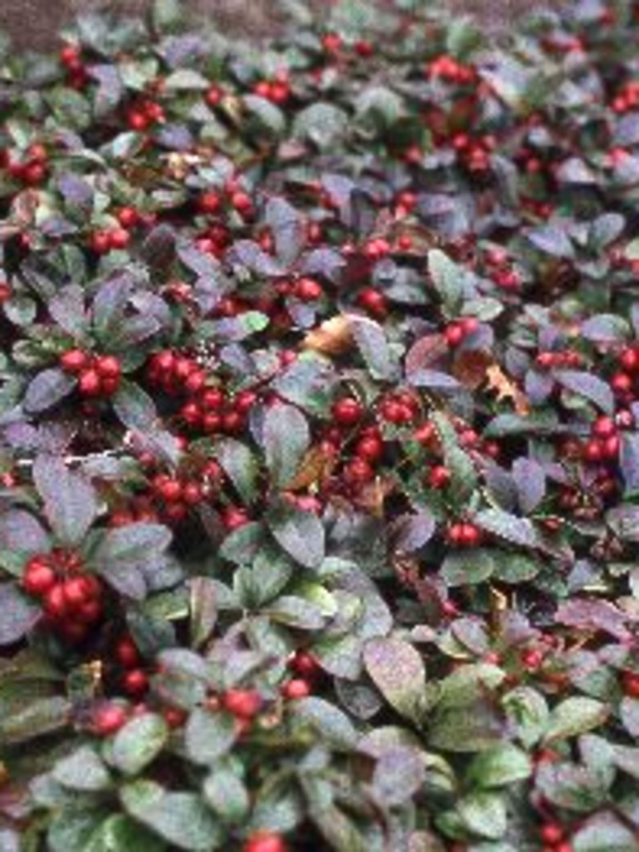 bergthee gaultheria procumbens